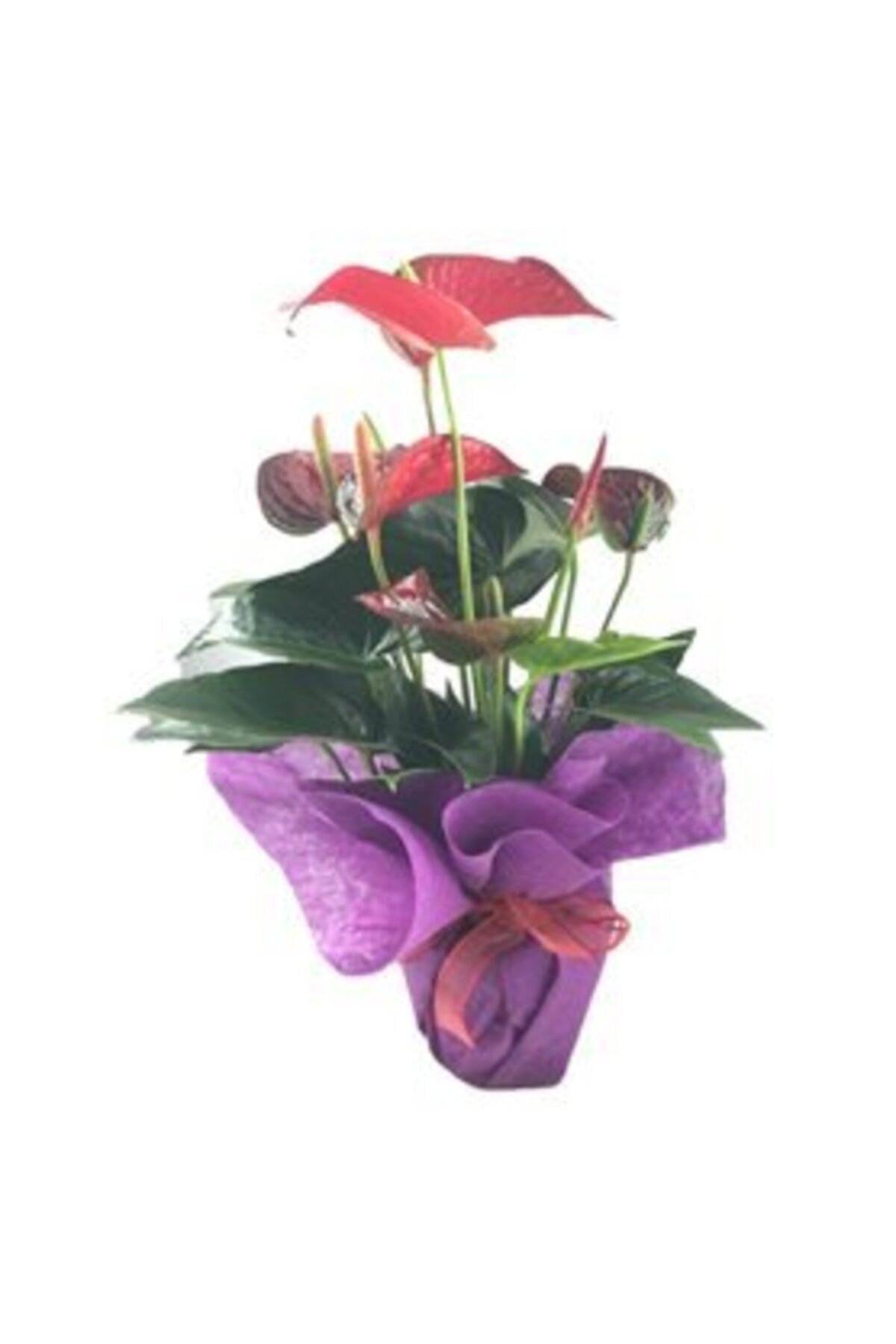 Flamingo Çiçeği Antoryum Anthurium & Mor Sarım Kırmızı Kurdele Saksıda Hediyelik Canlı Çiçek