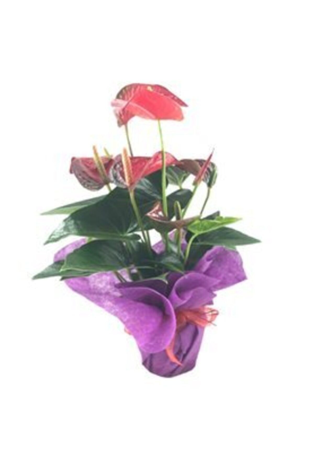 Flamingo Çiçeği Antoryum Anthurium & Mor Sarım Kırmızı Kurdele Saksıda Hediyelik Canlı Çiçek