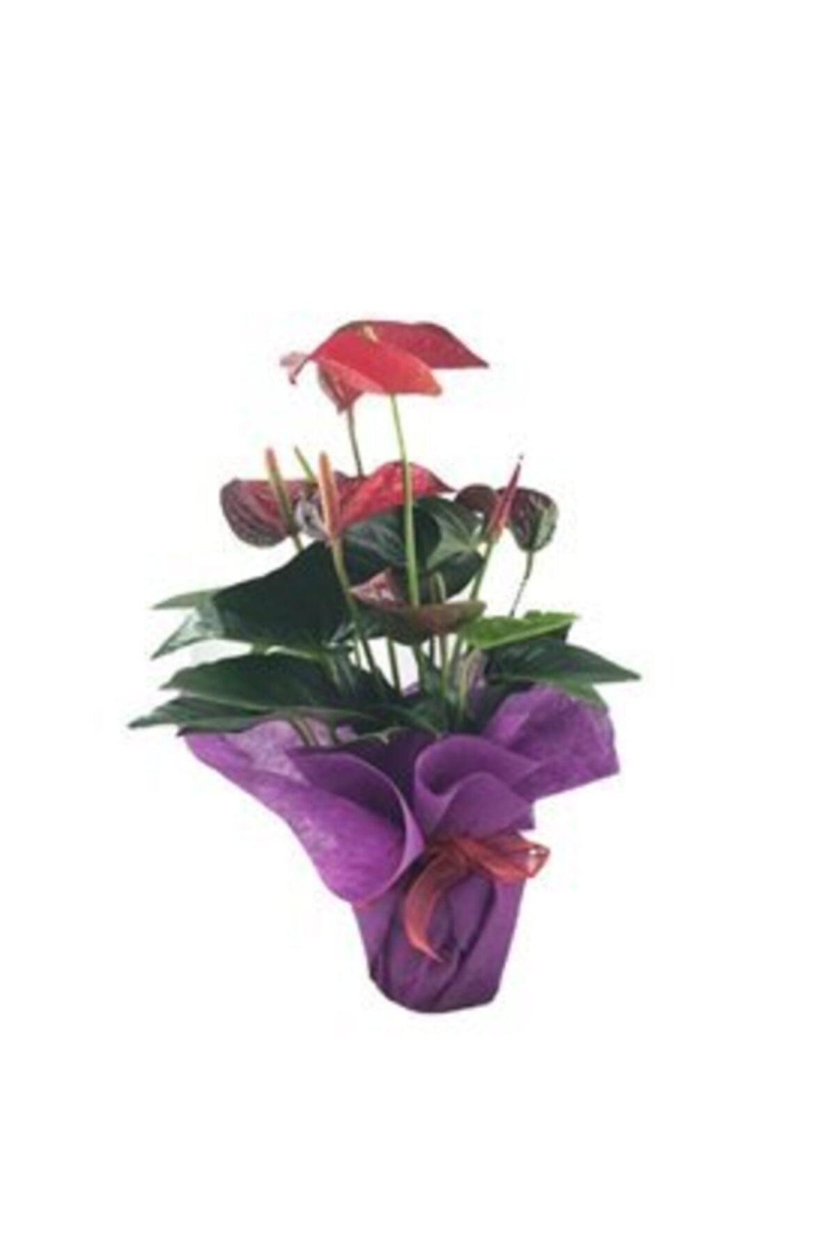 Flamingo Çiçeği Antoryum Anthurium & Mor Sarım Kırmızı Kurdele Saksıda Hediyelik Canlı Çiçek