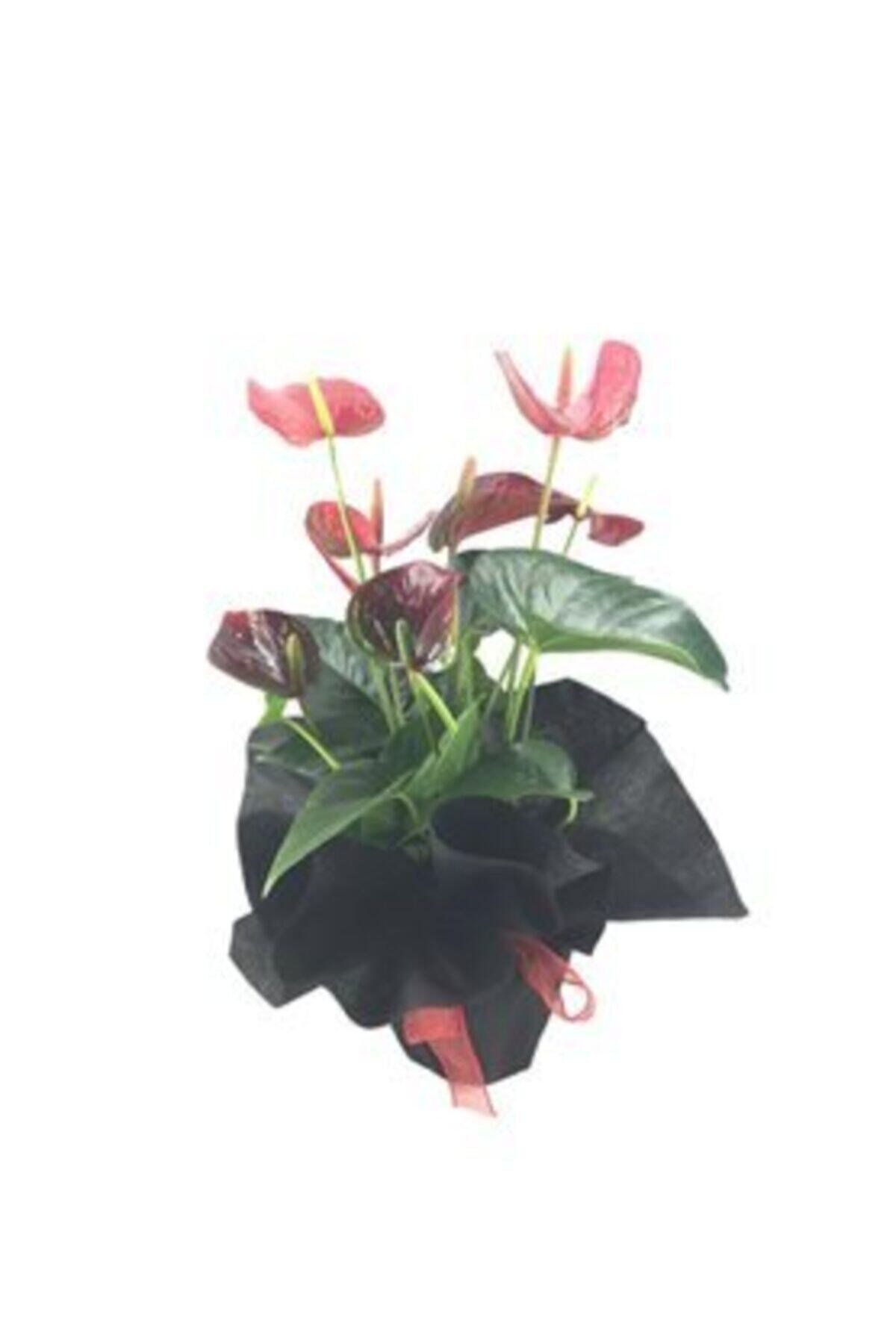 Flamingo Çiçeği Antoryum Anthurium & Siyah Sarım Kırmızı Kurdele Saksıda Hediyelik Canlı Çiçek