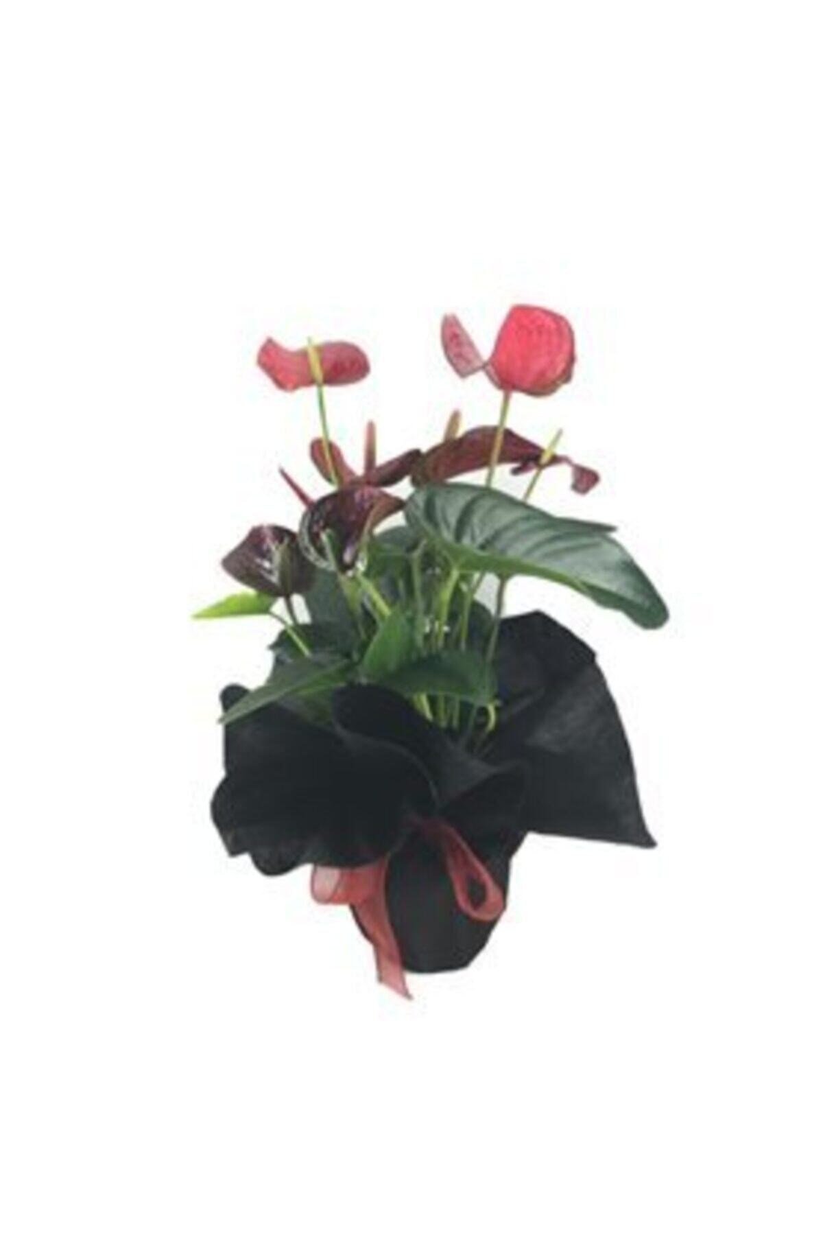 Flamingo Çiçeği Antoryum Anthurium & Siyah Sarım Kırmızı Kurdele Saksıda Hediyelik Canlı Çiçek