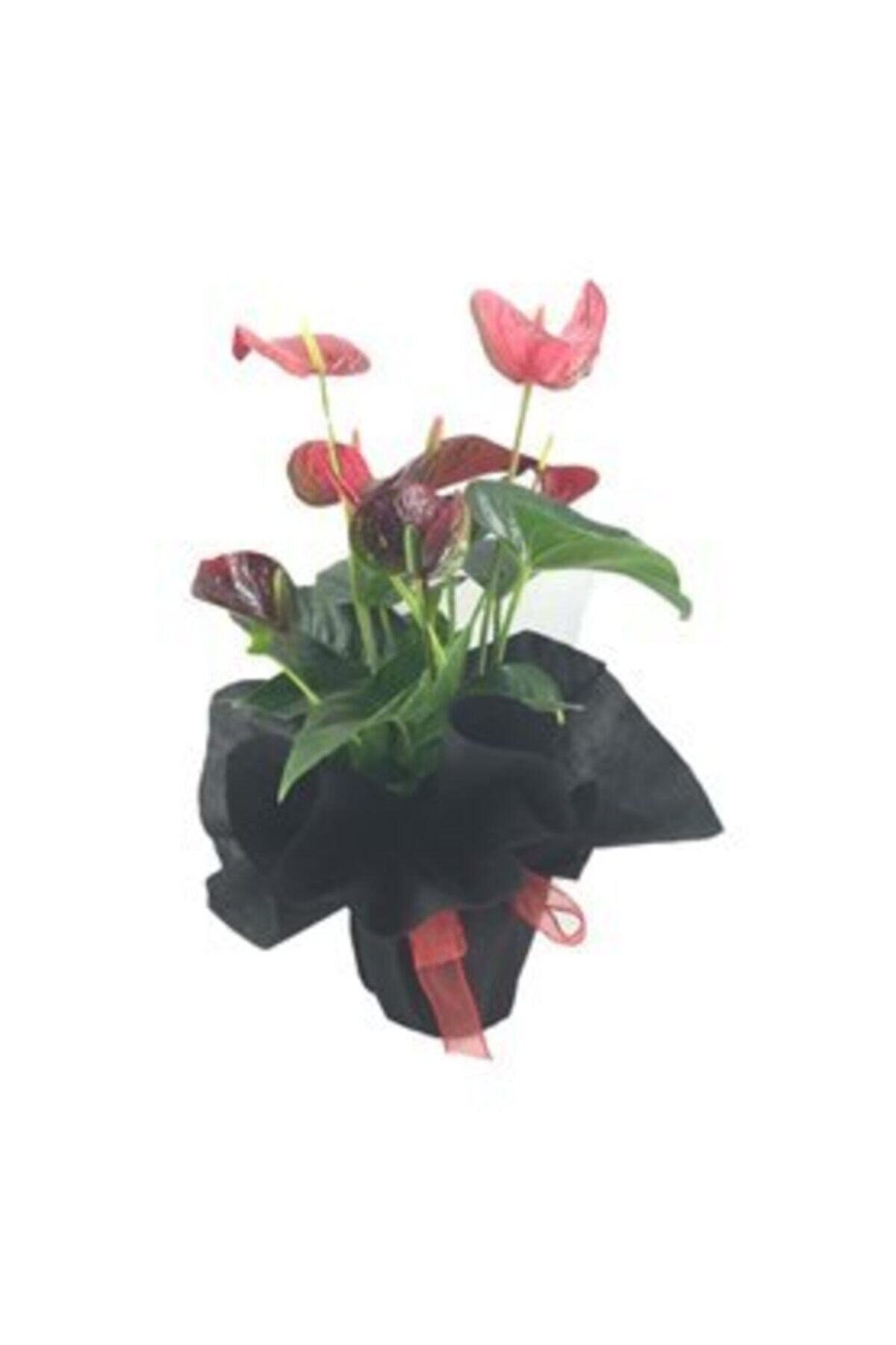 Flamingo Çiçeği Antoryum Anthurium & Siyah Sarım Kırmızı Kurdele Saksıda Hediyelik Canlı Çiçek