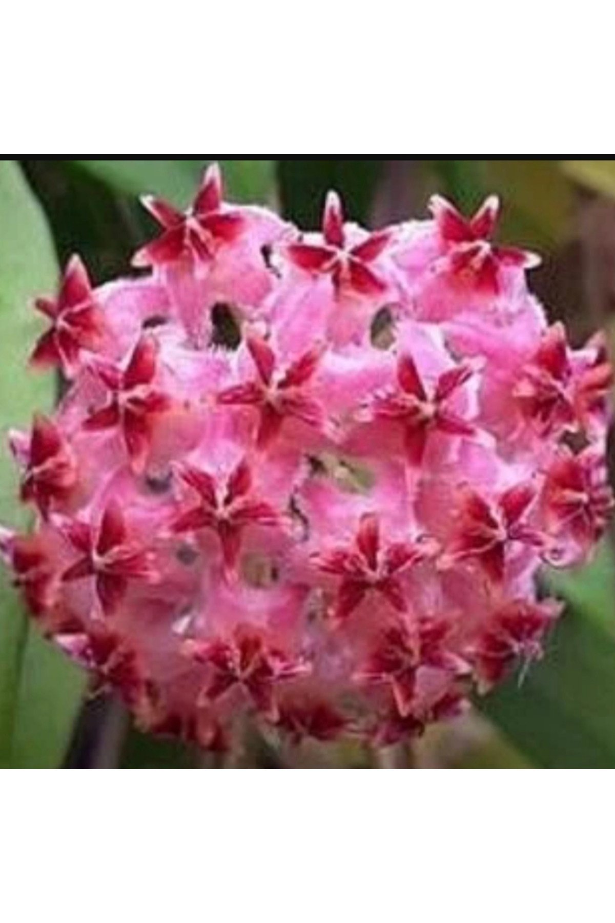 Fuşya Rüya Yıldız Mum Çiçeği (Hoya)