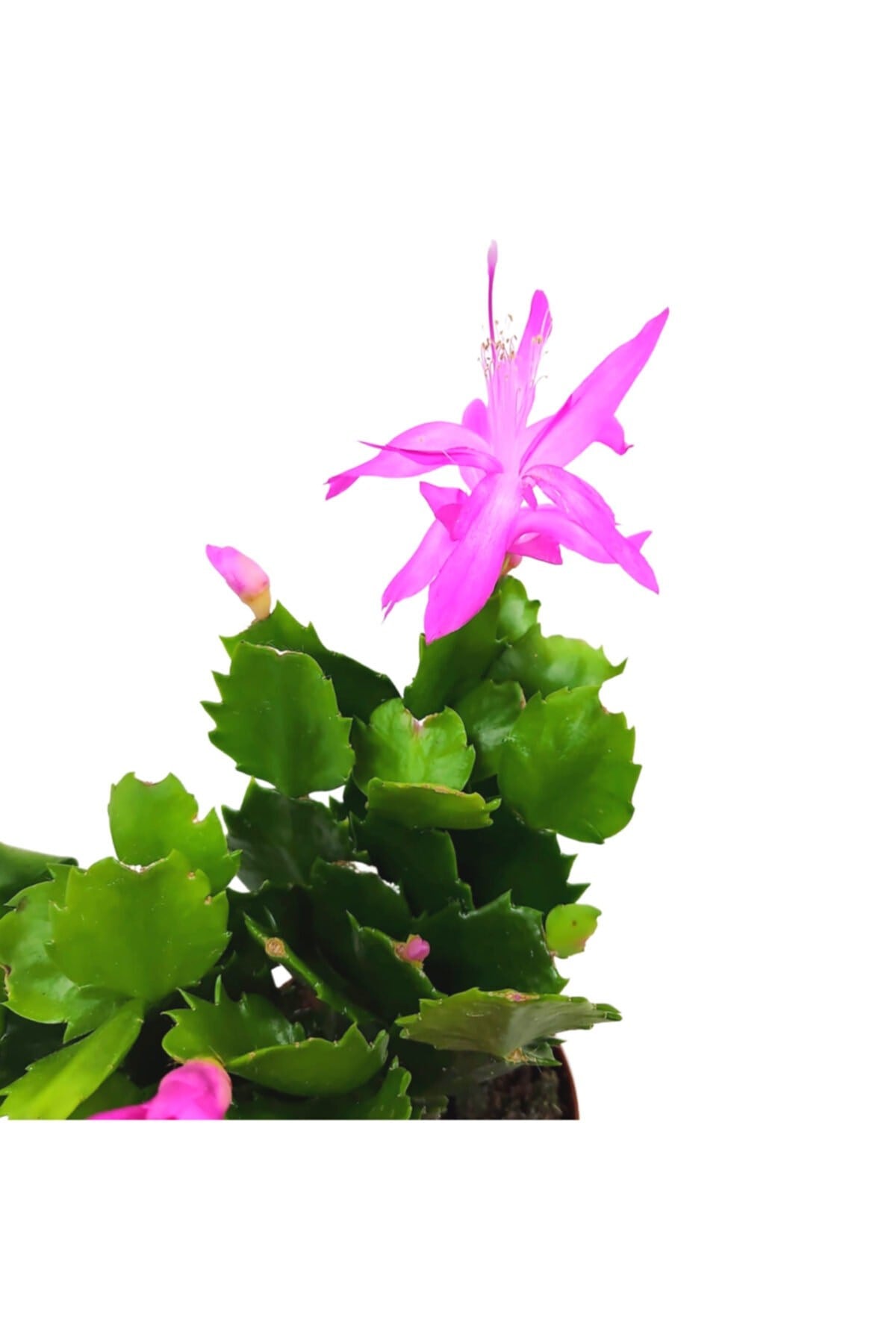 Fuşya Yılbaşı Çiçeği (schlumbergera) Tomurcuklu Ve Çiçekli Iç Mekan Bitkisi