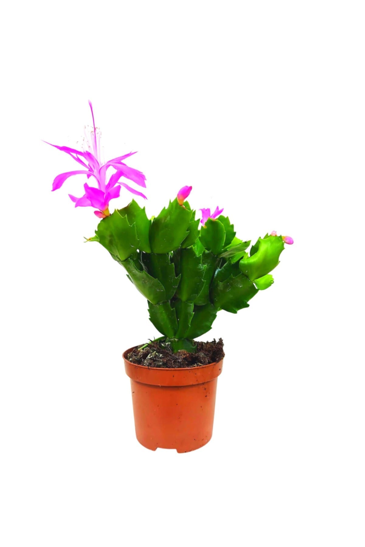 Fuşya Yılbaşı Çiçeği (schlumbergera) Tomurcuklu Ve Çiçekli Iç Mekan Bitkisi