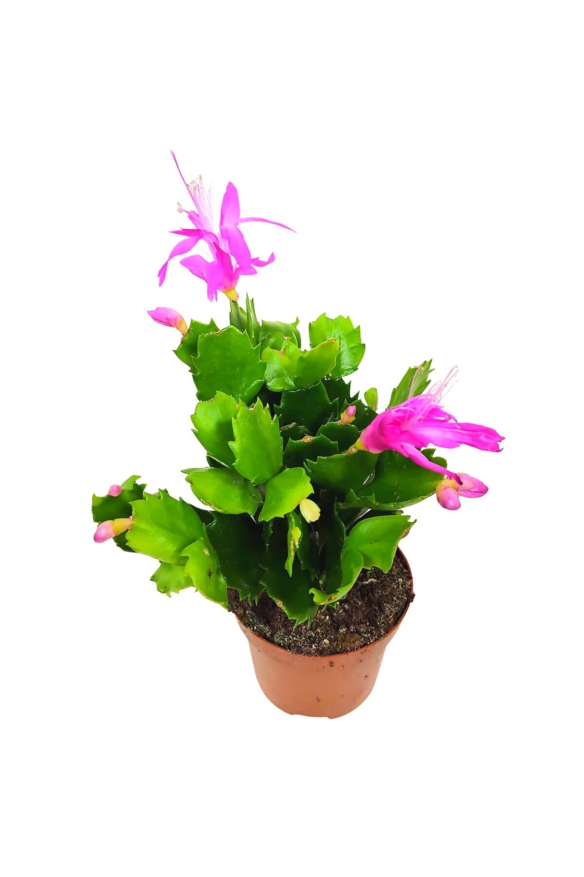 Fuşya Yılbaşı Çiçeği (schlumbergera) Tomurcuklu Ve Çiçekli Iç Mekan Bitkisi