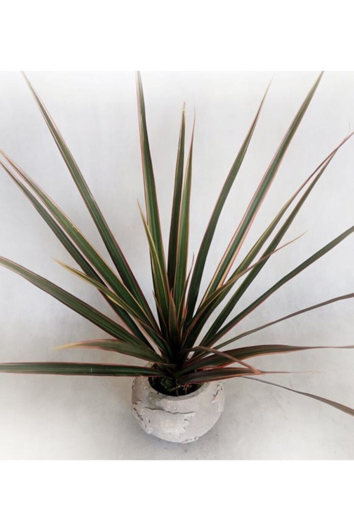 Globe Land Dracaena Marginata