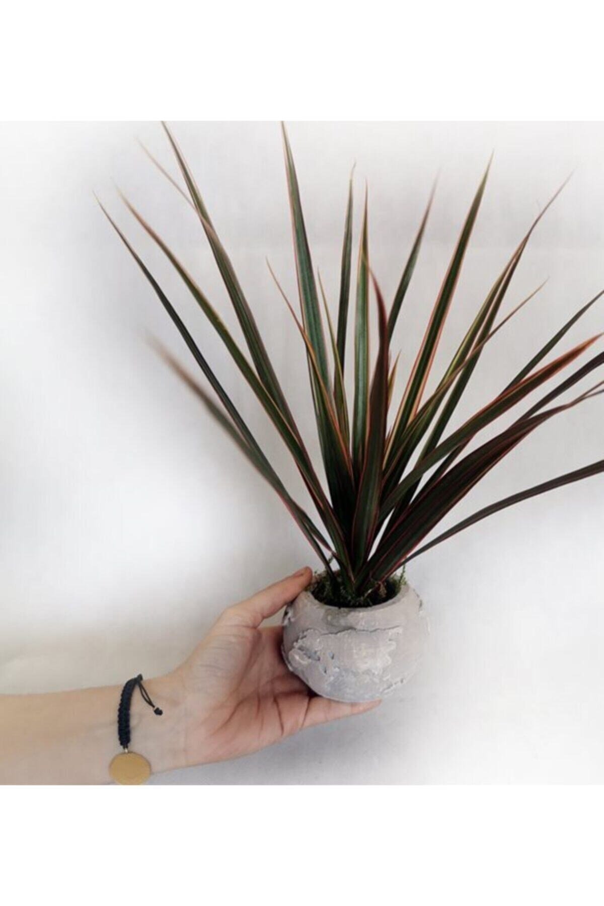 Globe Land Dracaena Marginata