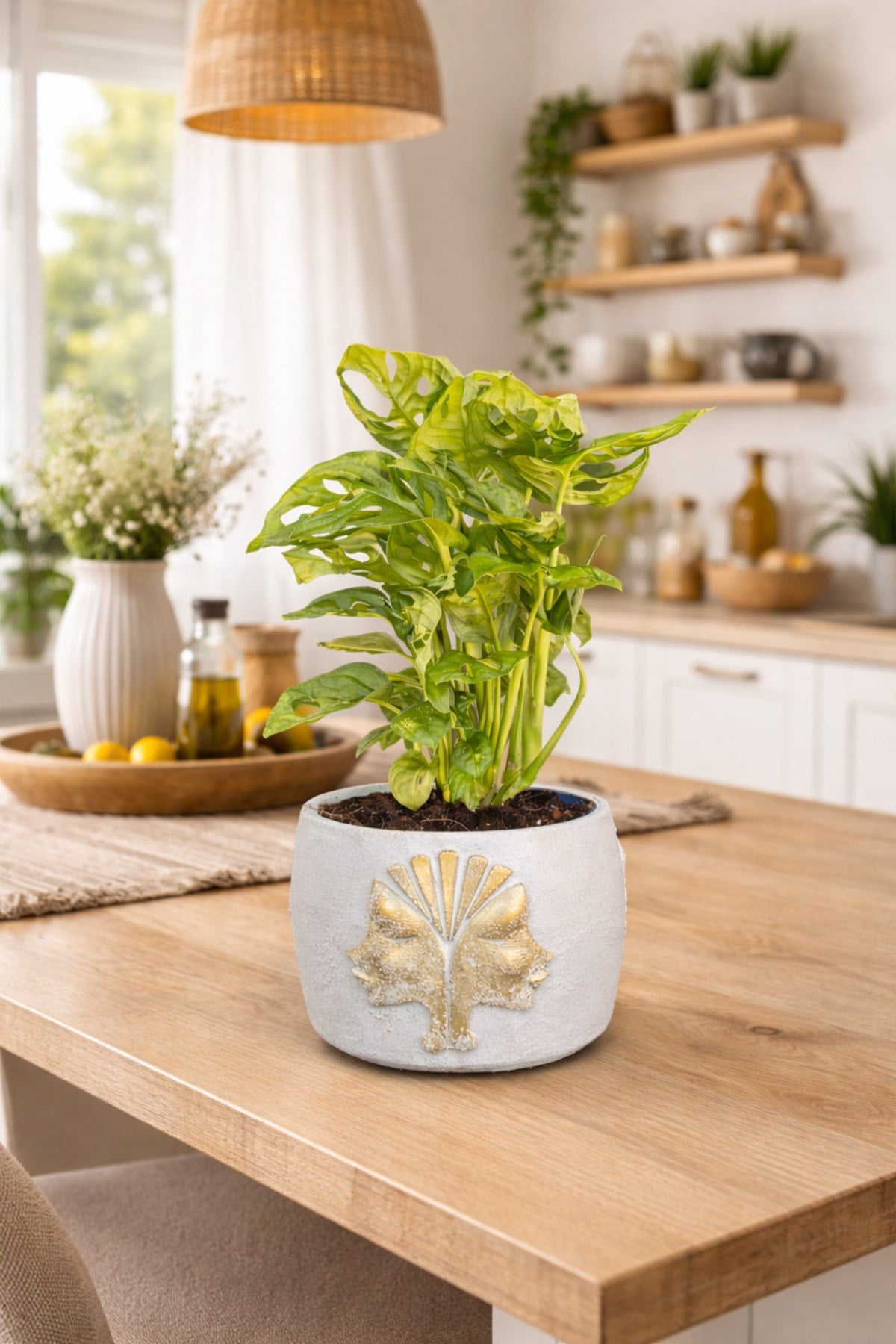 Gold Detaylı Beyaz Saksıda Monstera Adansonii – Dekoratif Salon Ofis Masa Üstü Bitki