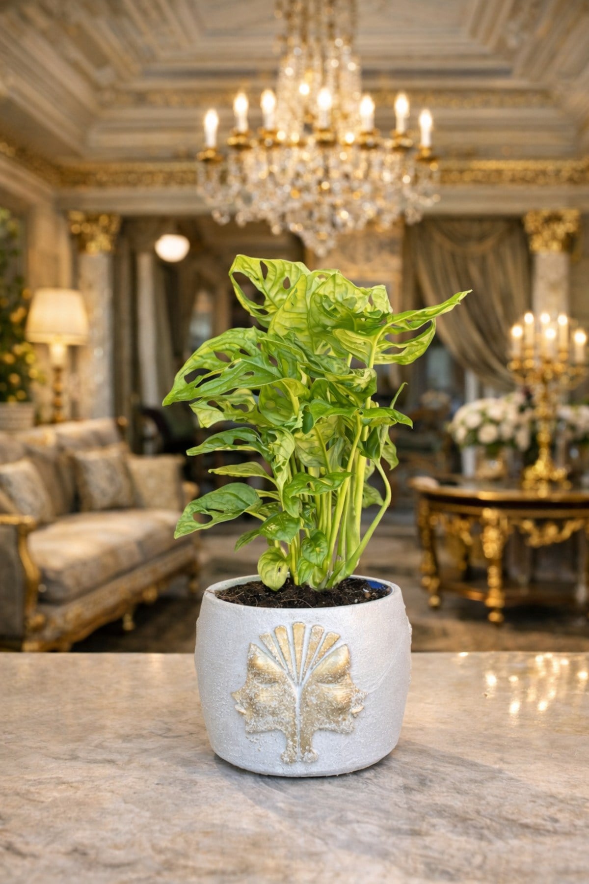 Gold Detaylı Beyaz Saksıda Monstera Adansonii – Dekoratif Salon Ofis Masa Üstü Bitki