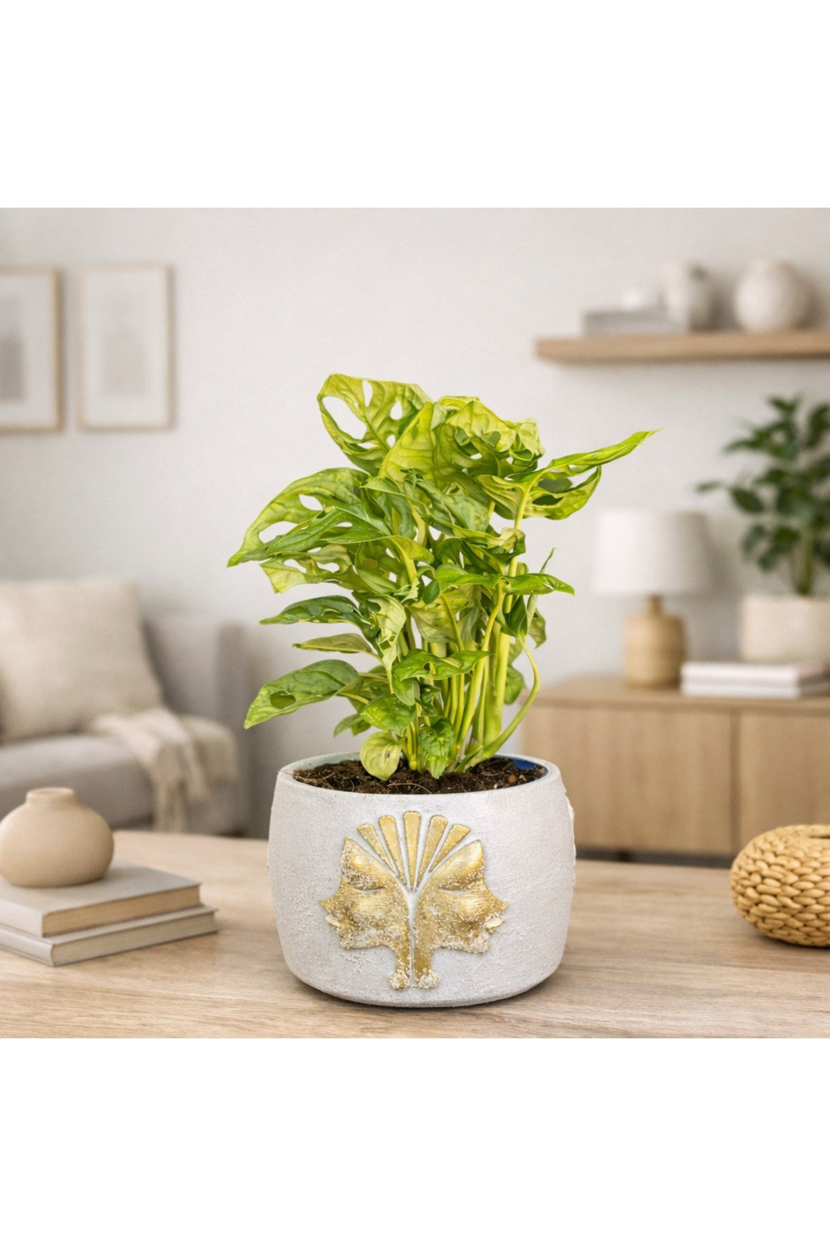 Gold Detaylı Beyaz Saksıda Monstera Adansonii – Dekoratif Salon Ofis Masa Üstü Bitki
