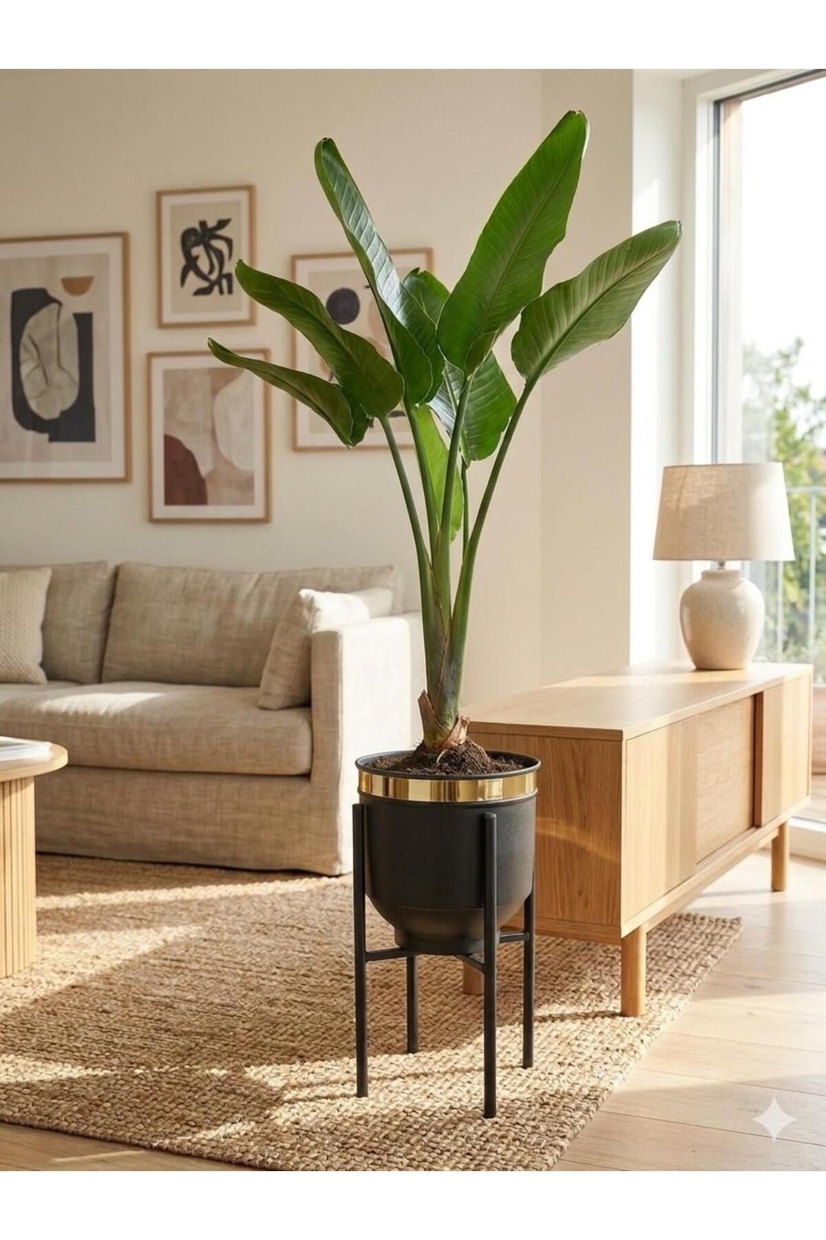 Gold Detaylı Metal Ayaklı Siyah Saksı Standı 40 CM Dekoratif Modern Saksılık
