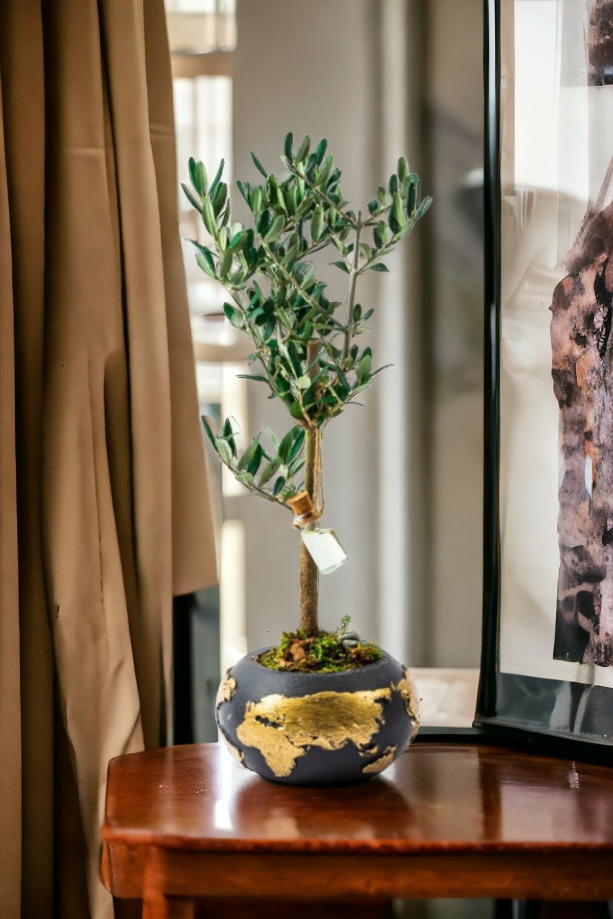 Gold Dünya Saksıda Bonsai Zeytin Ağaç