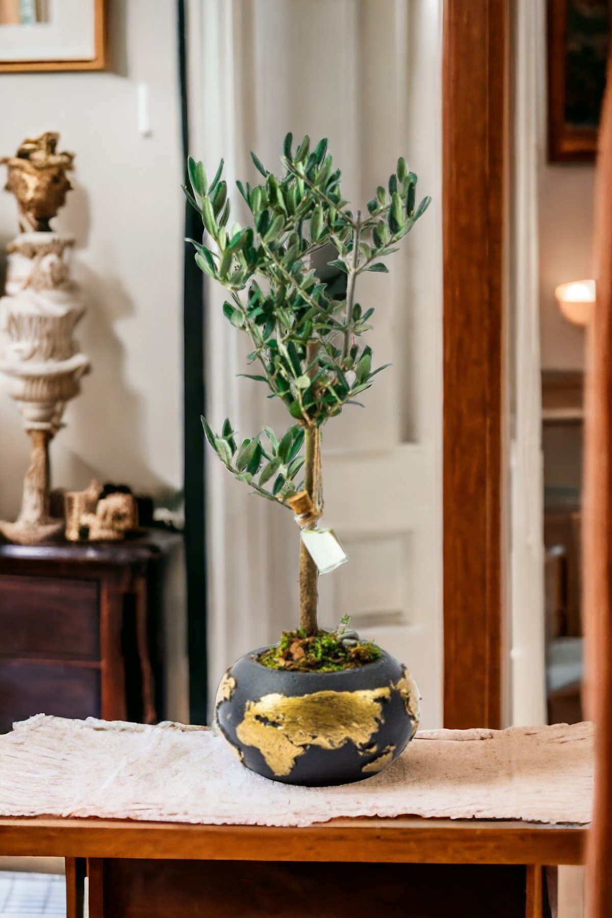 Gold Dünya Saksıda Bonsai Zeytin Ağaç