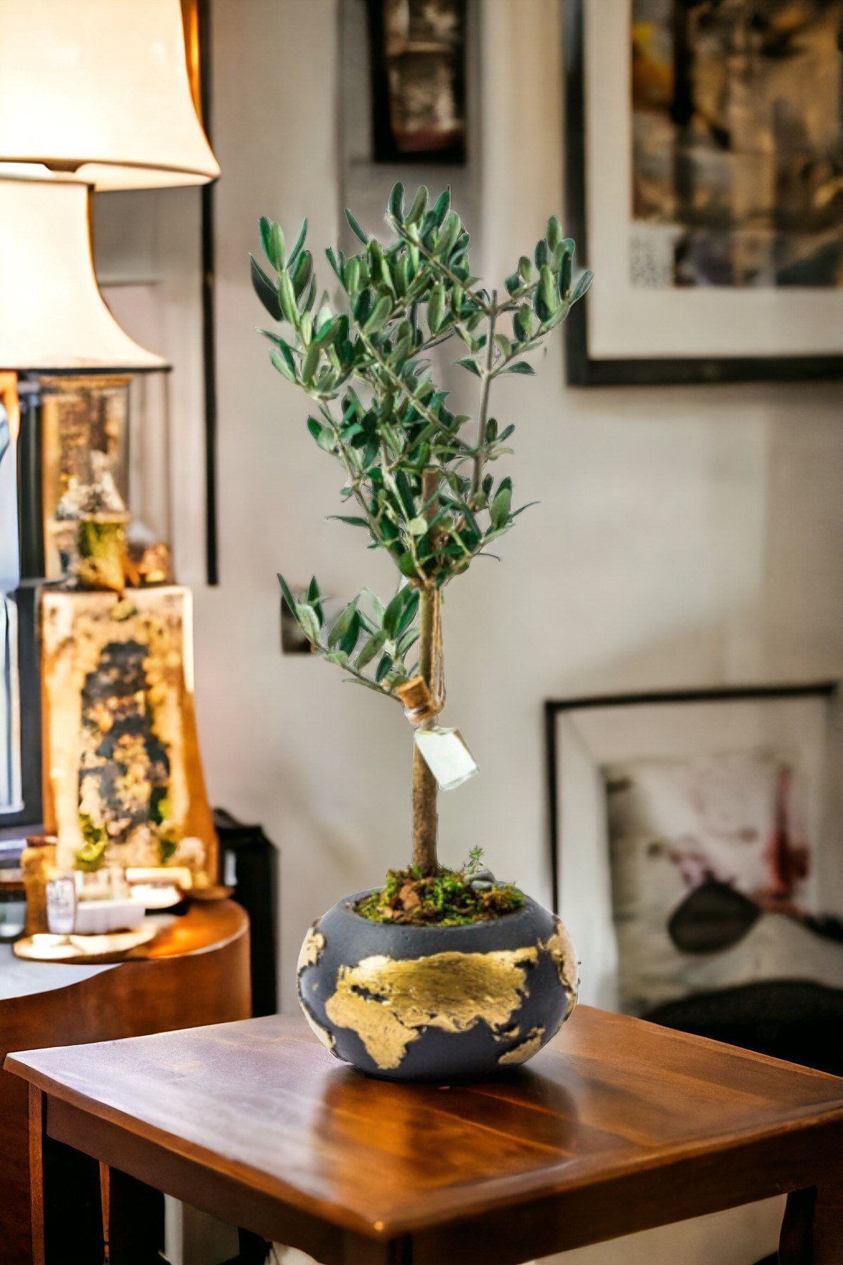 Gold World Saksıda Bonsai Zeytin Ağaç