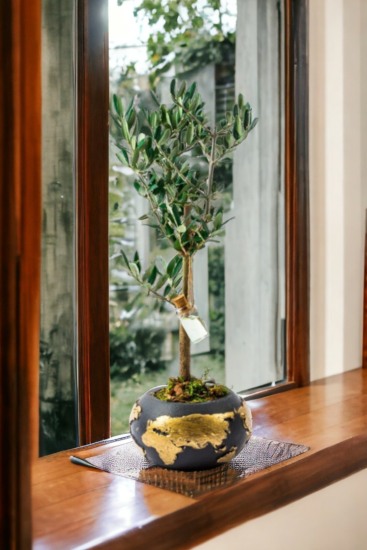 Gold World Saksıda Bonsai Zeytin Ağaç