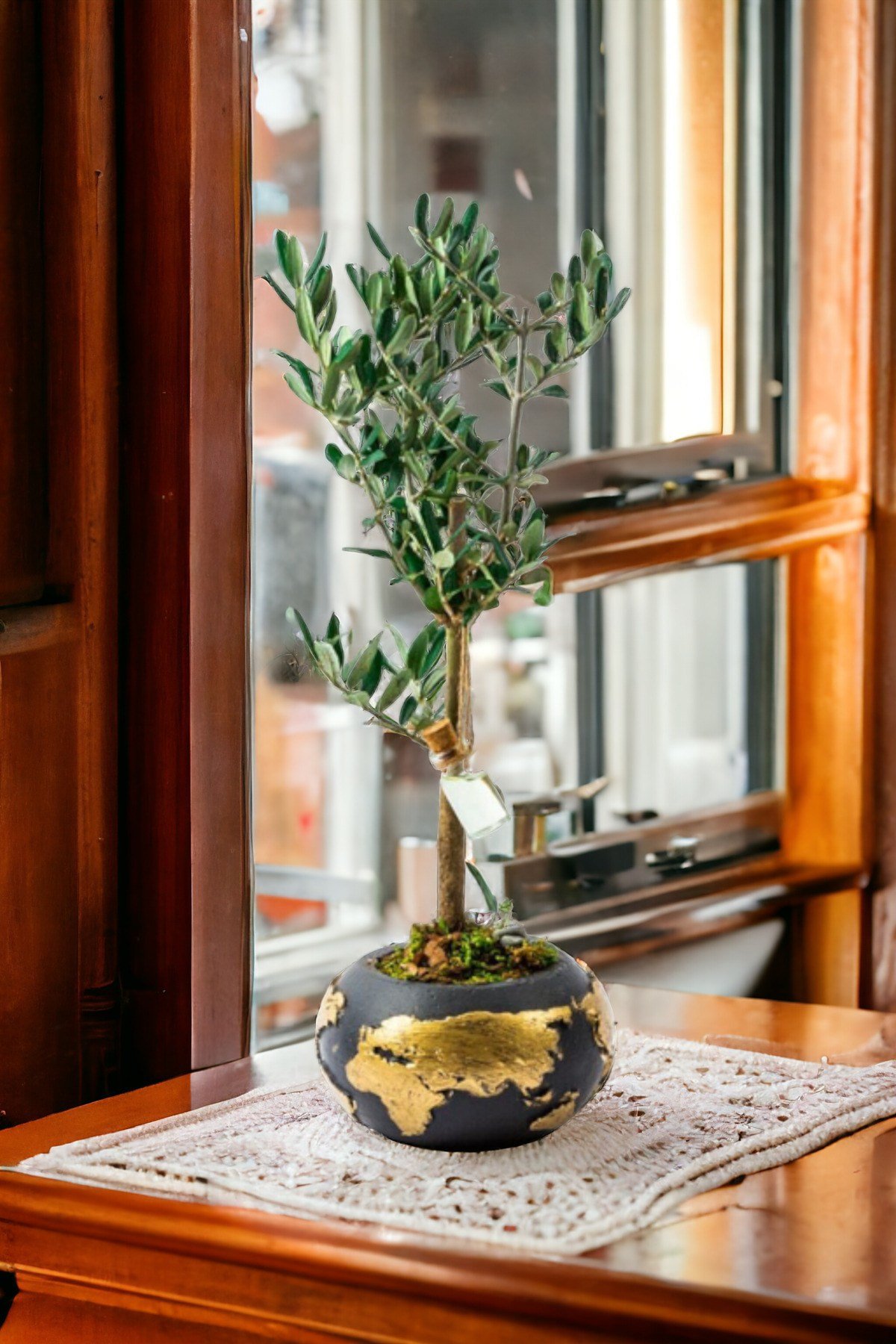 Gold World Saksıda Bonsai Zeytin Ağaç