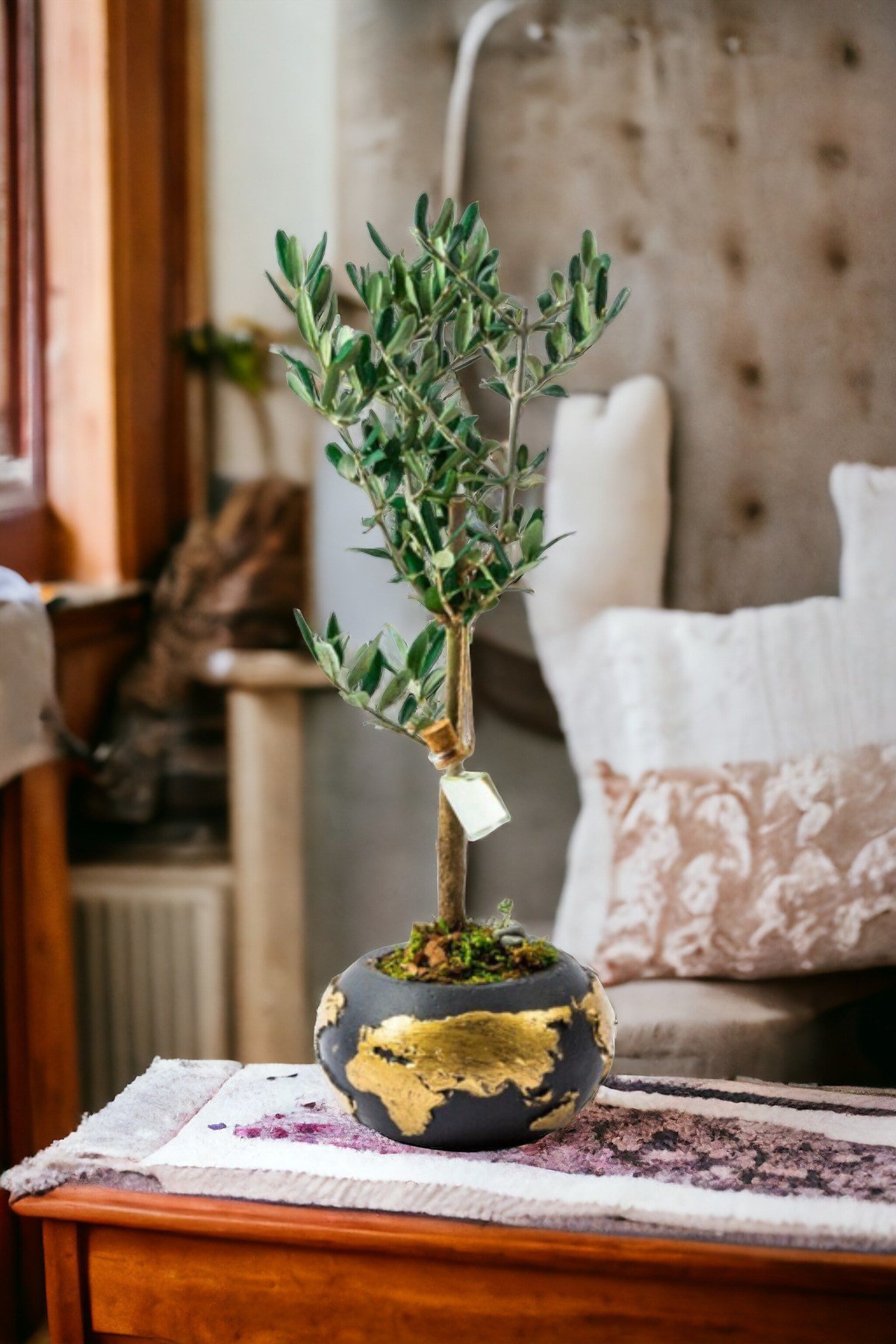Gold World Saksıda Bonsai Zeytin Ağacı