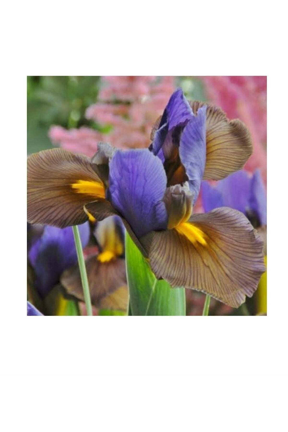 Golden Beauty Iris Süsen Karışık Renkli Soğanı 20 Adet