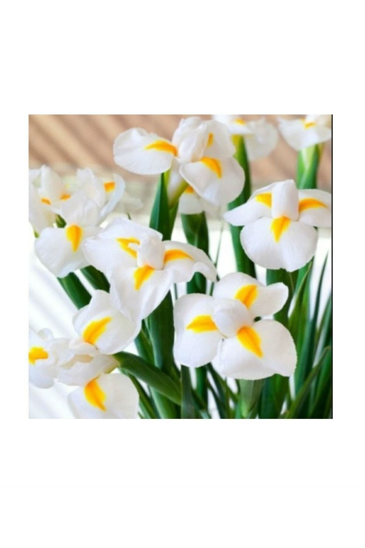 Golden Beauty Iris Süsen Karışık Renkli Soğanı 20 Adet