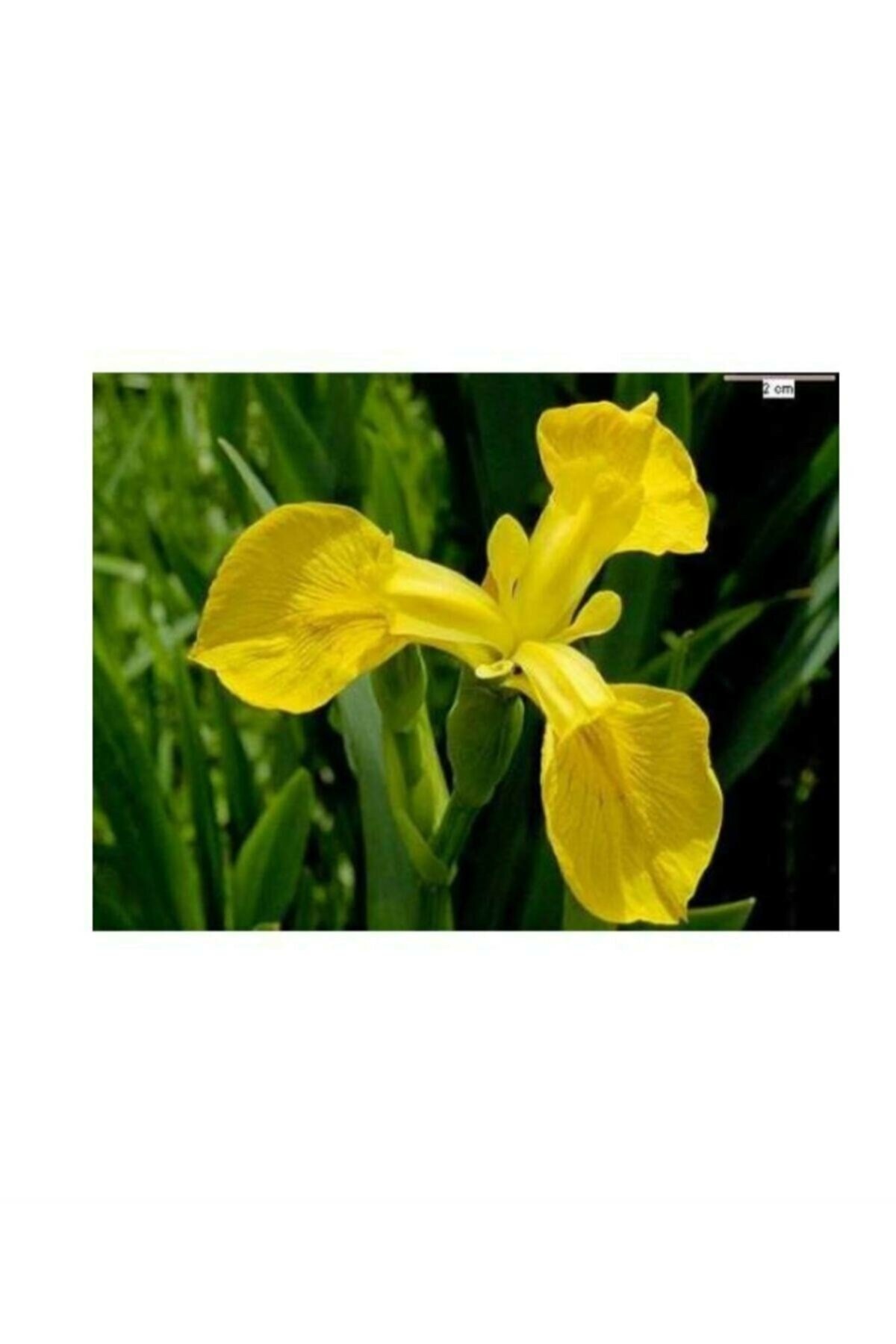 Golden Beauty Iris Süsen Karışık Renkli Soğanı 20 Adet