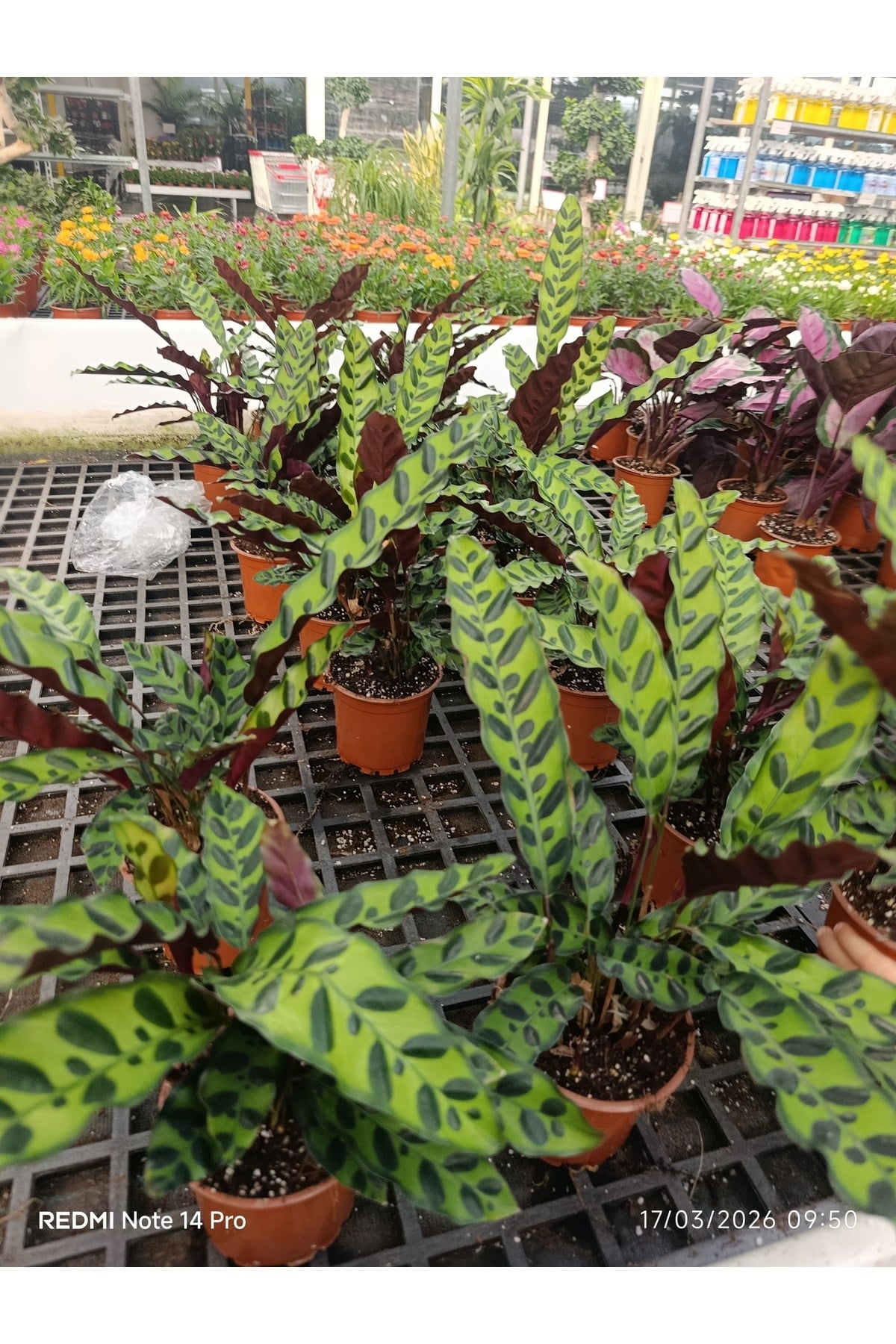 GÖZ ALICI Calathea Lancifolia - Özel Desenli Canlı Dua Çiçeği - Ev & Ofis Hediyesi