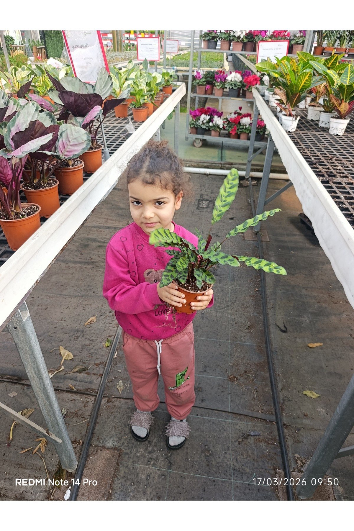 GÖZ ALICI Calathea Lancifolia - Özel Desenli Canlı Dua Çiçeği - Ev & Ofis Hediyesi