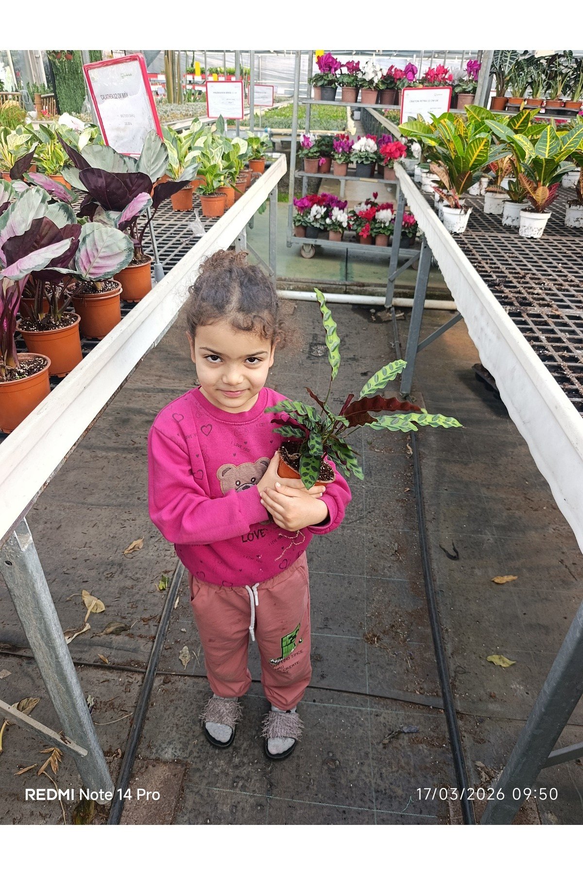 GÖZ ALICI Calathea Lancifolia - Özel Desenli Canlı Dua Çiçeği - Ev & Ofis Hediyesi