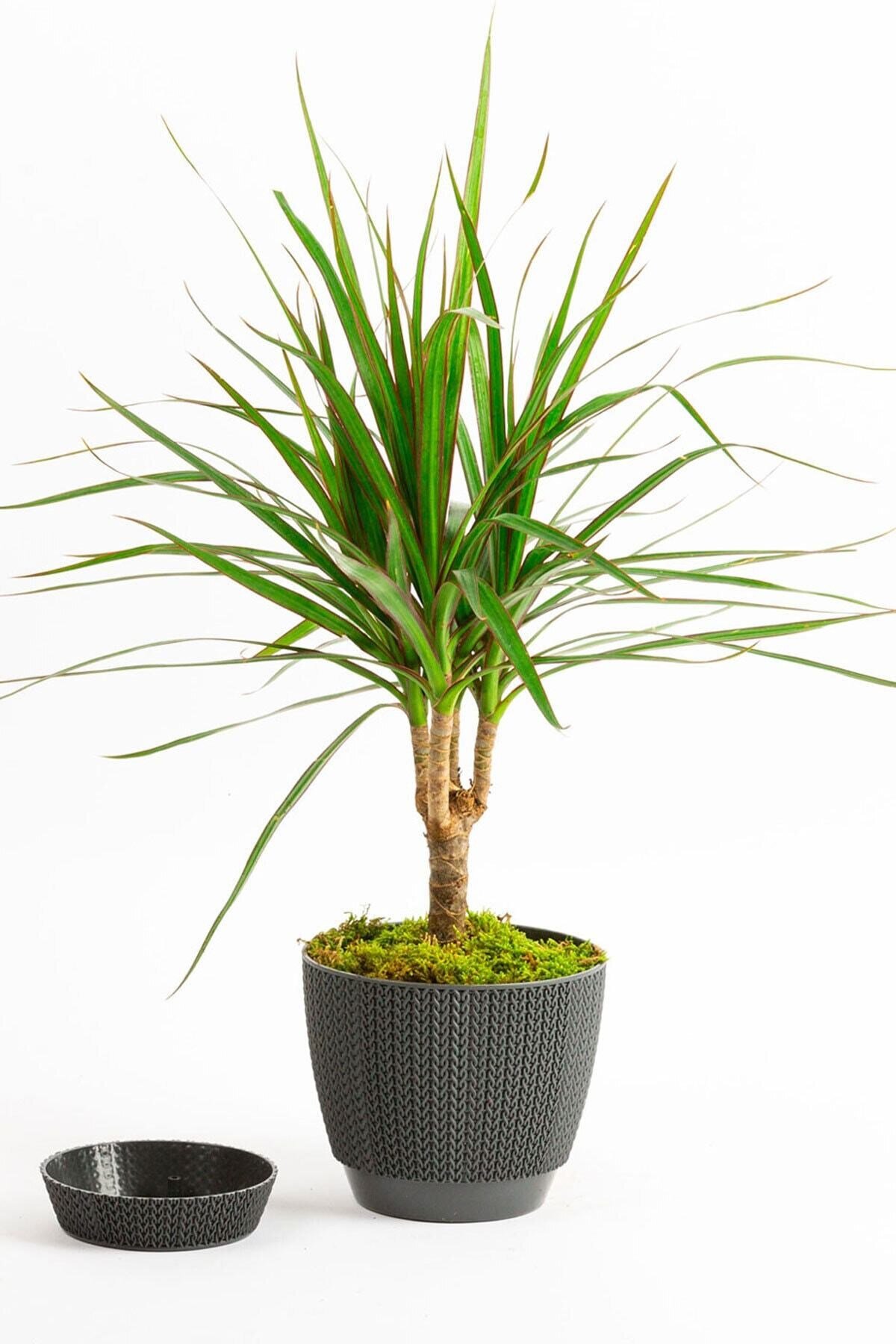 Gri No:2 Sümela Saksıda (30-40 Cm) Tekli Dracaena Marginata