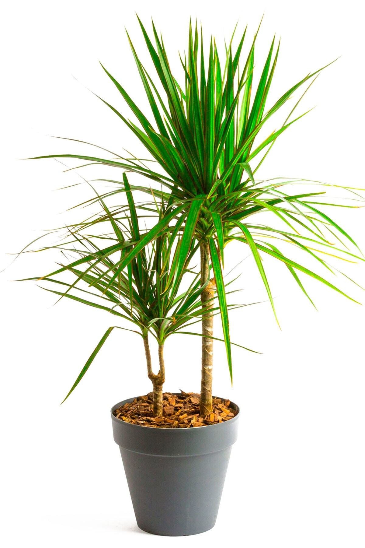 Gri Saksıda 2 Dal Dracaena Marginata