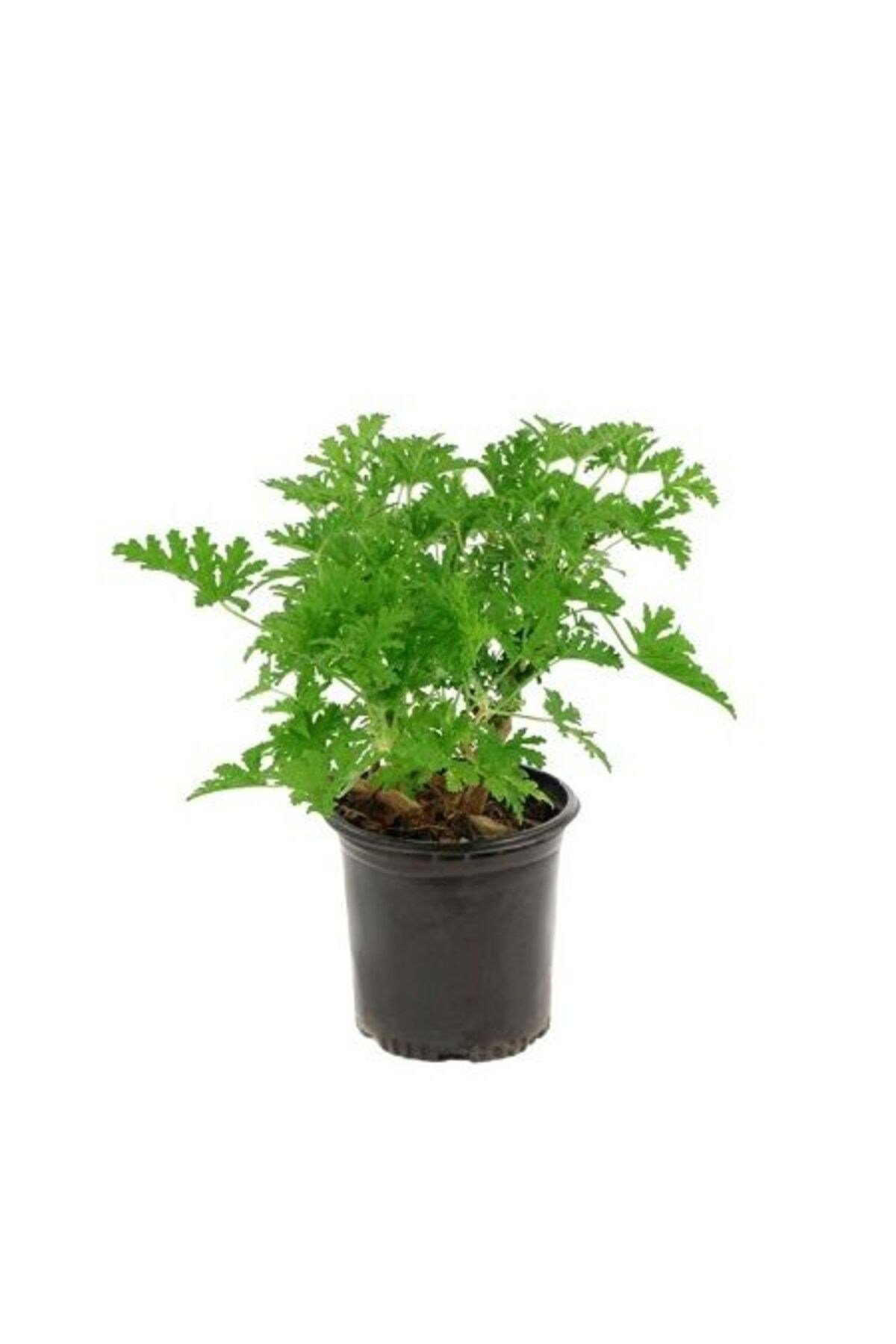 Gül Damlası Çiçeği Itır Pelargonium Graveolens