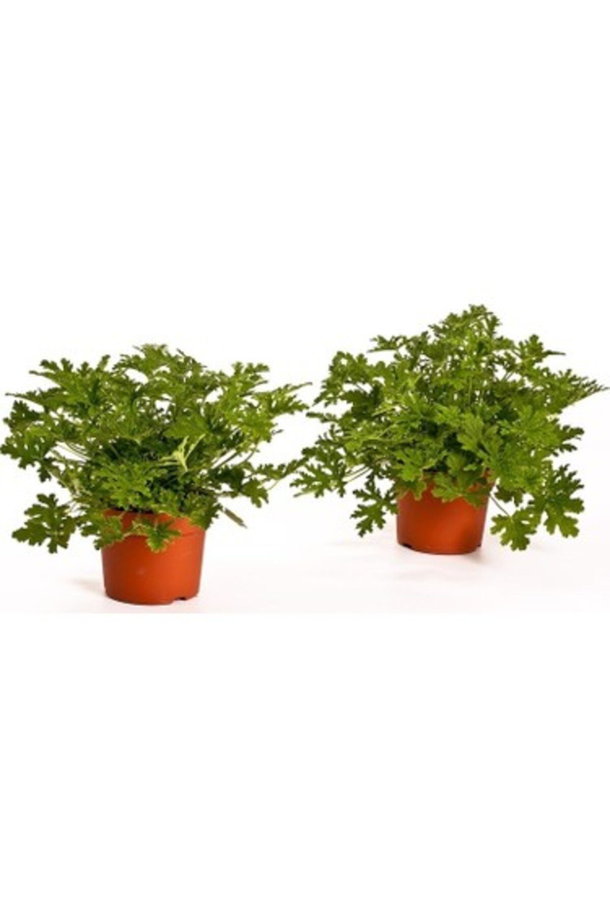 Gül Damlası Çiçeği Itır Pelargonium Graveolens
