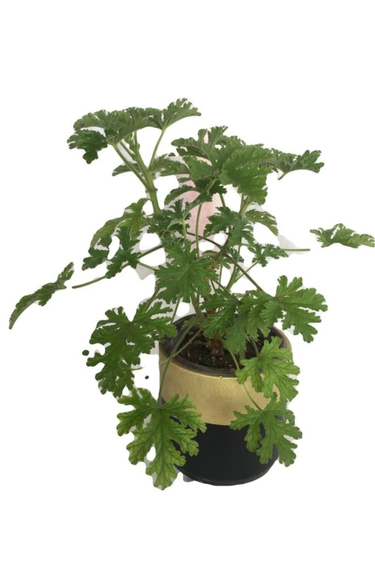Gül Damlası Çiçeği Itır Pelargonium Graveolens