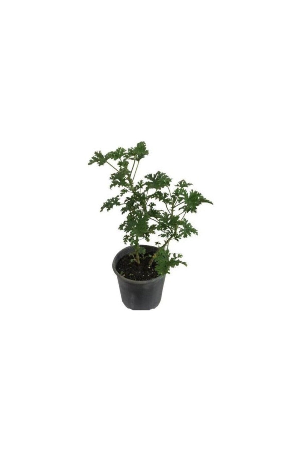 Gül Damlası Itır Çiçeği Fidanı 10-20 Cm