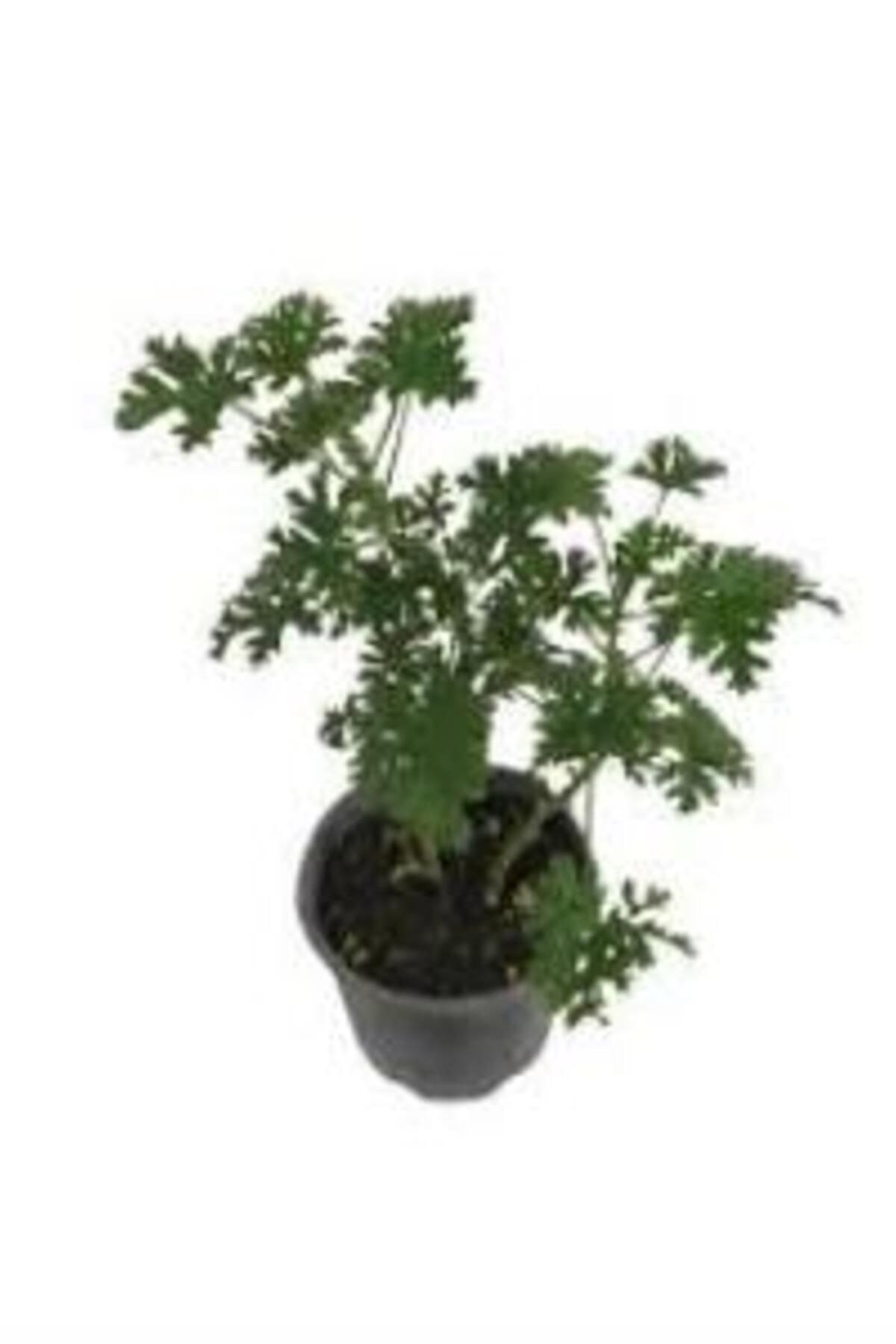 Gül Damlası Itır Çiçeği, Saksıda 10-20 cm