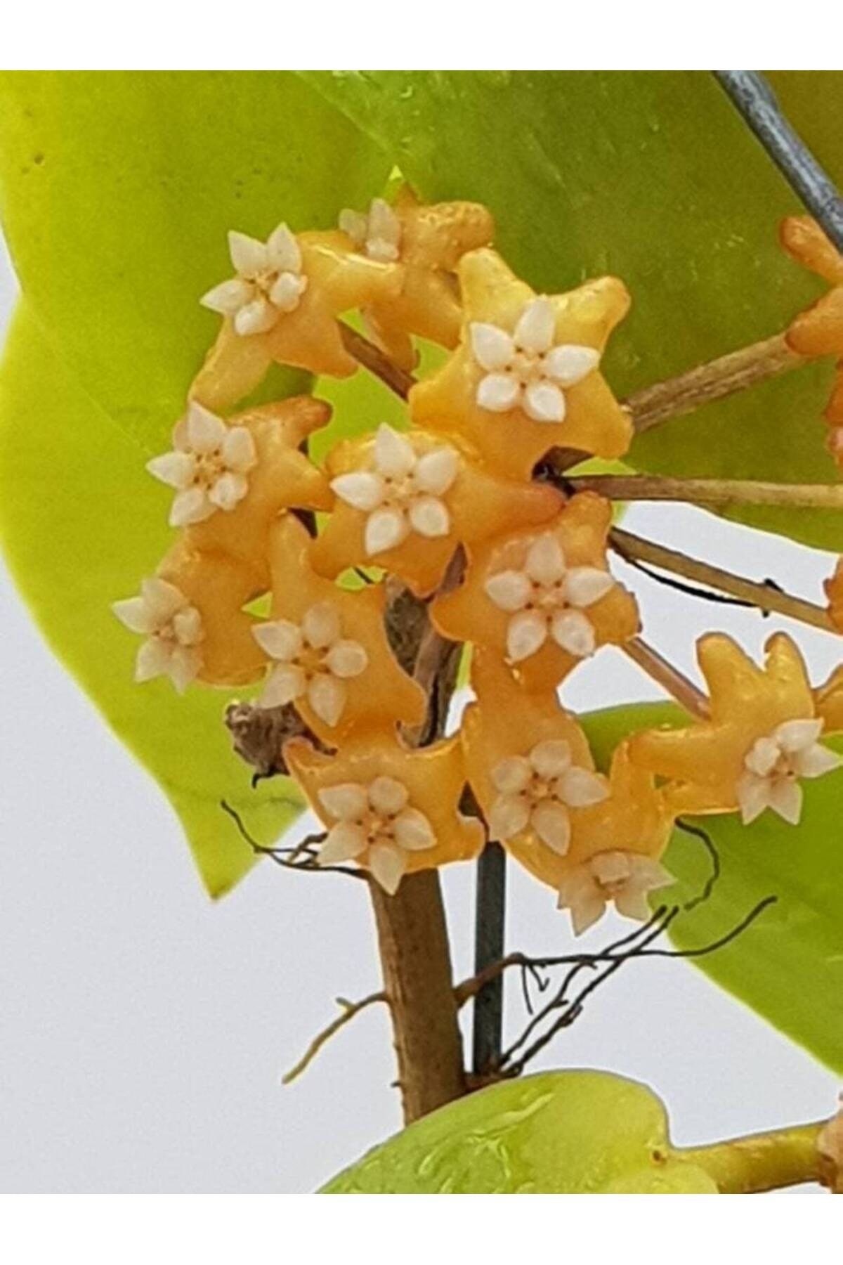 Gün Batımı Rüyası Hoya Mum Çiçeği Fidanı (Turuncu Yıldız Mum Çiçeği)
