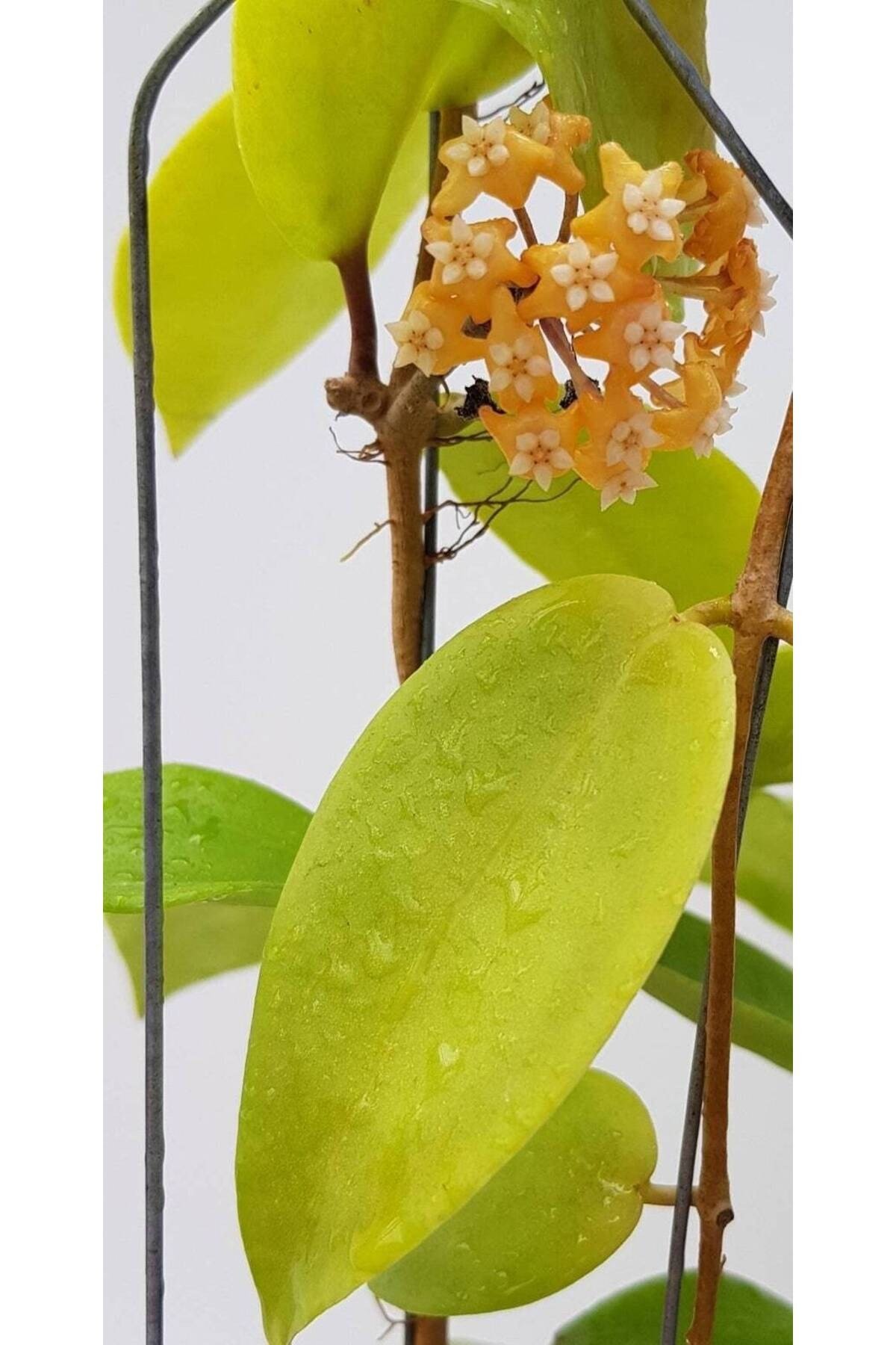 Gün Batımı Rüyası Hoya Mum Çiçeği Fidanı (Turuncu Yıldız Mum Çiçeği)