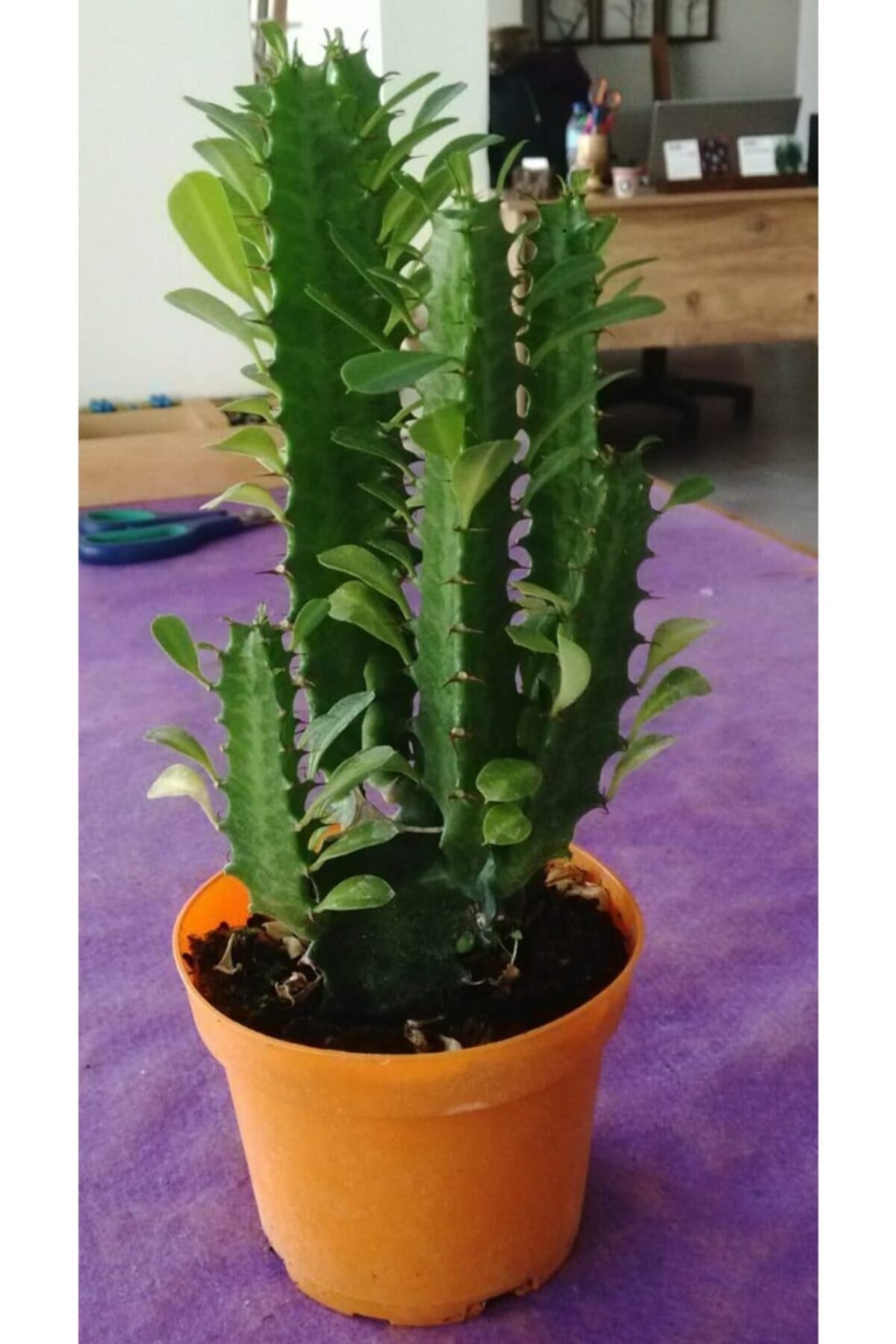 Guphorbia Trigona Süt Ağacı