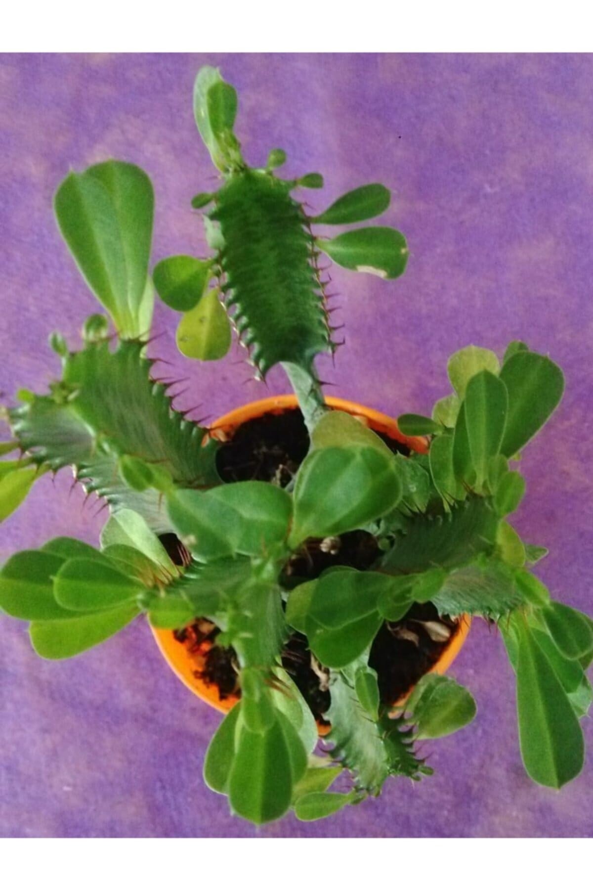 Guphorbia Trigona Süt Ağacı