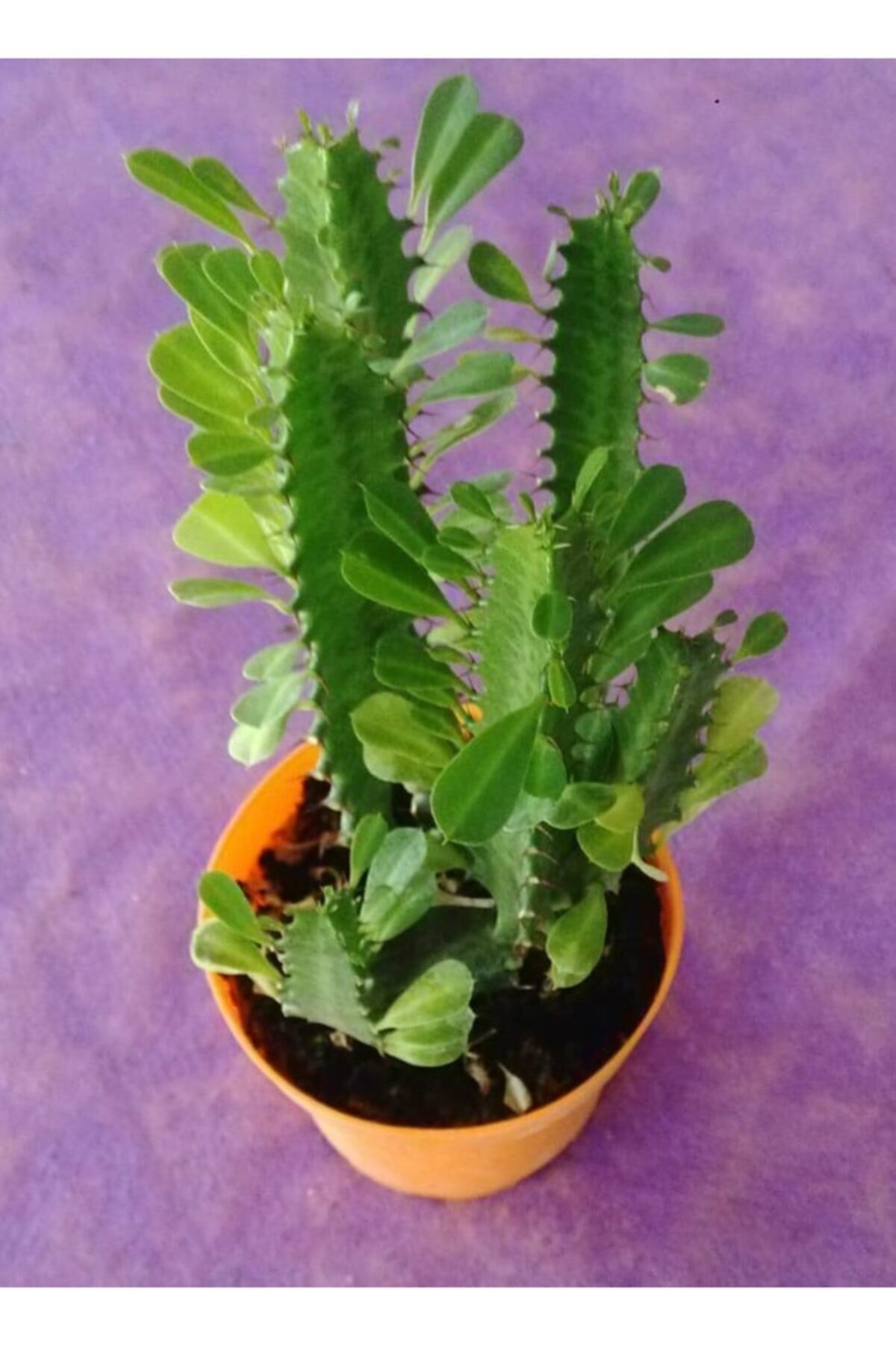 Guphorbia Trigona Süt Ağacı