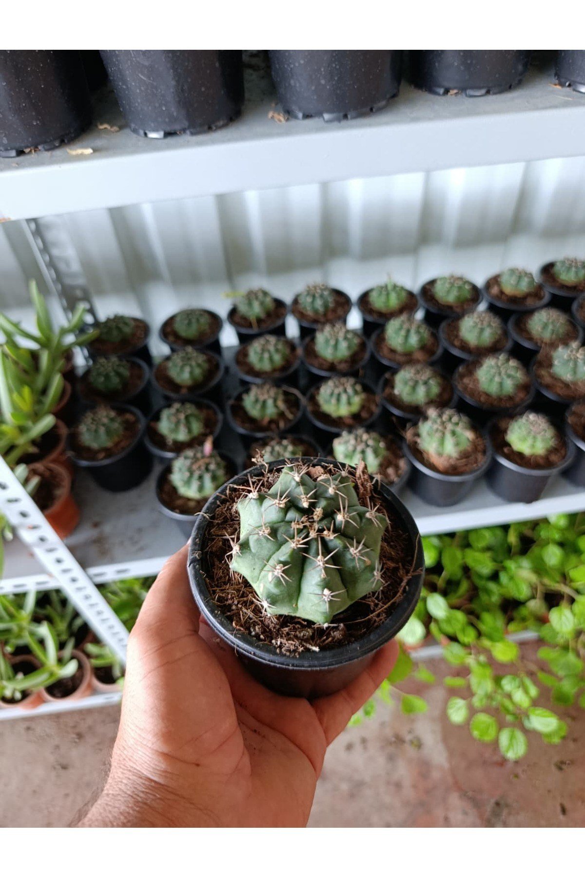 Gymnocalycium 10.5 cm Saksıda Özel Tür Kaktüs