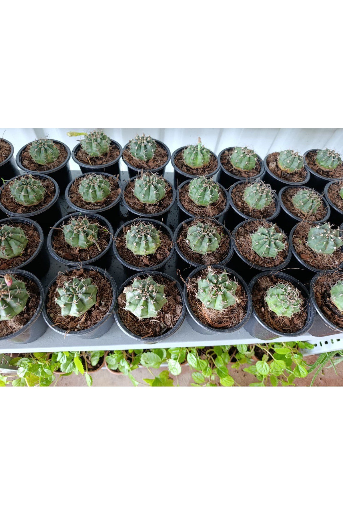 Gymnocalycium 10.5 cm Saksıda Özel Tür Kaktüs
