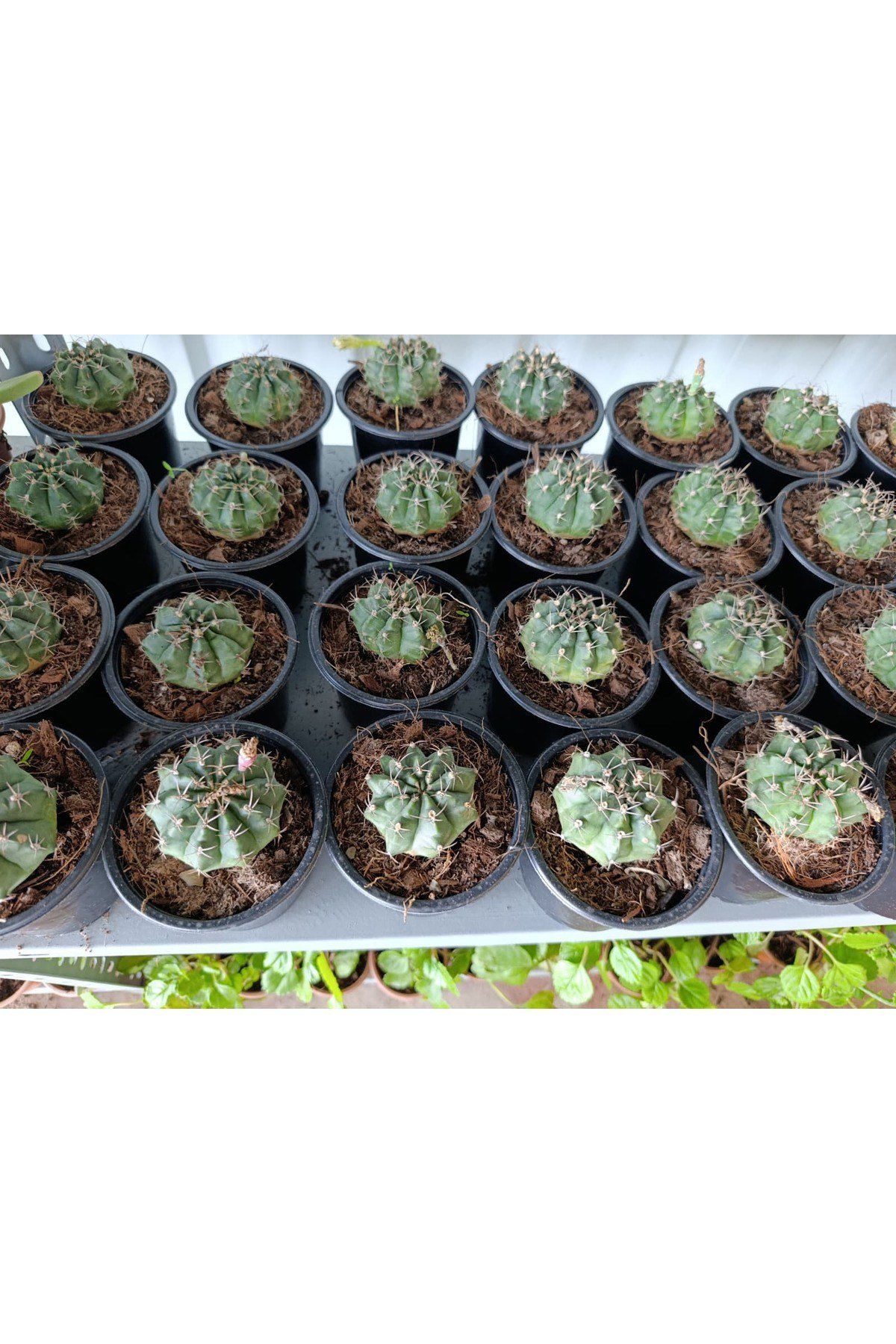 Gymnocalycium 10.5 cm Saksıda Özel Tür Kaktüs
