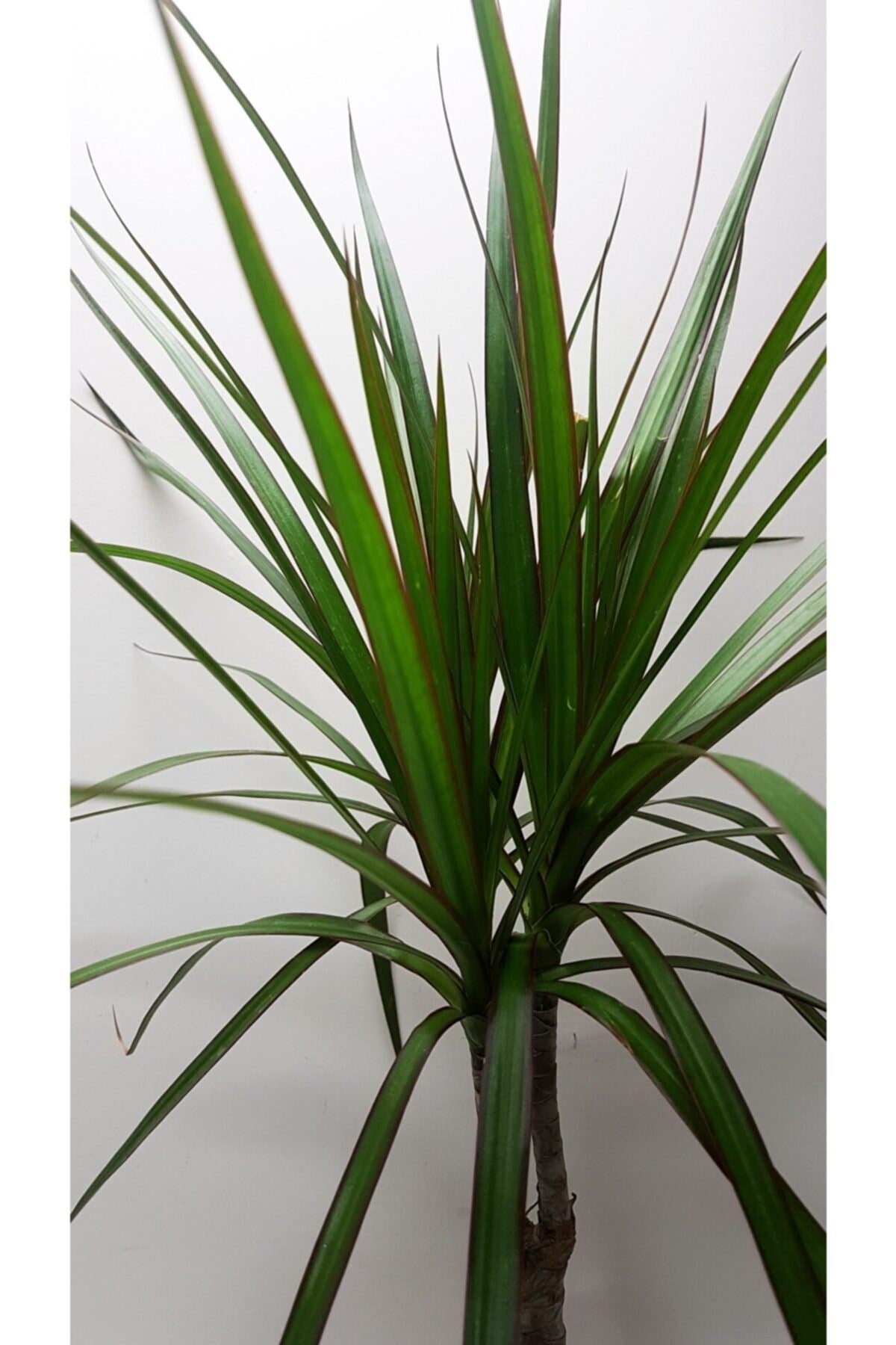 Hasır Seramik Saksılı Dracaena Marginata Canlı Çiçek