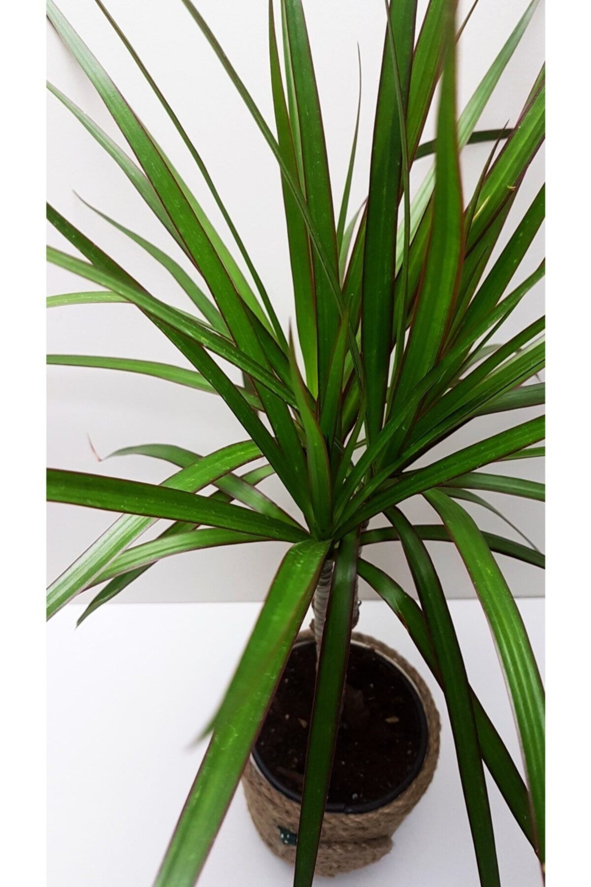 Hasır Seramik Saksılı Dracaena Marginata Canlı Çiçek