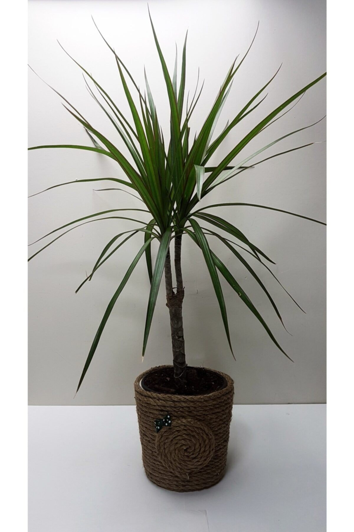 Hasır Seramik Saksılı Dracaena Marginata Canlı Çiçek