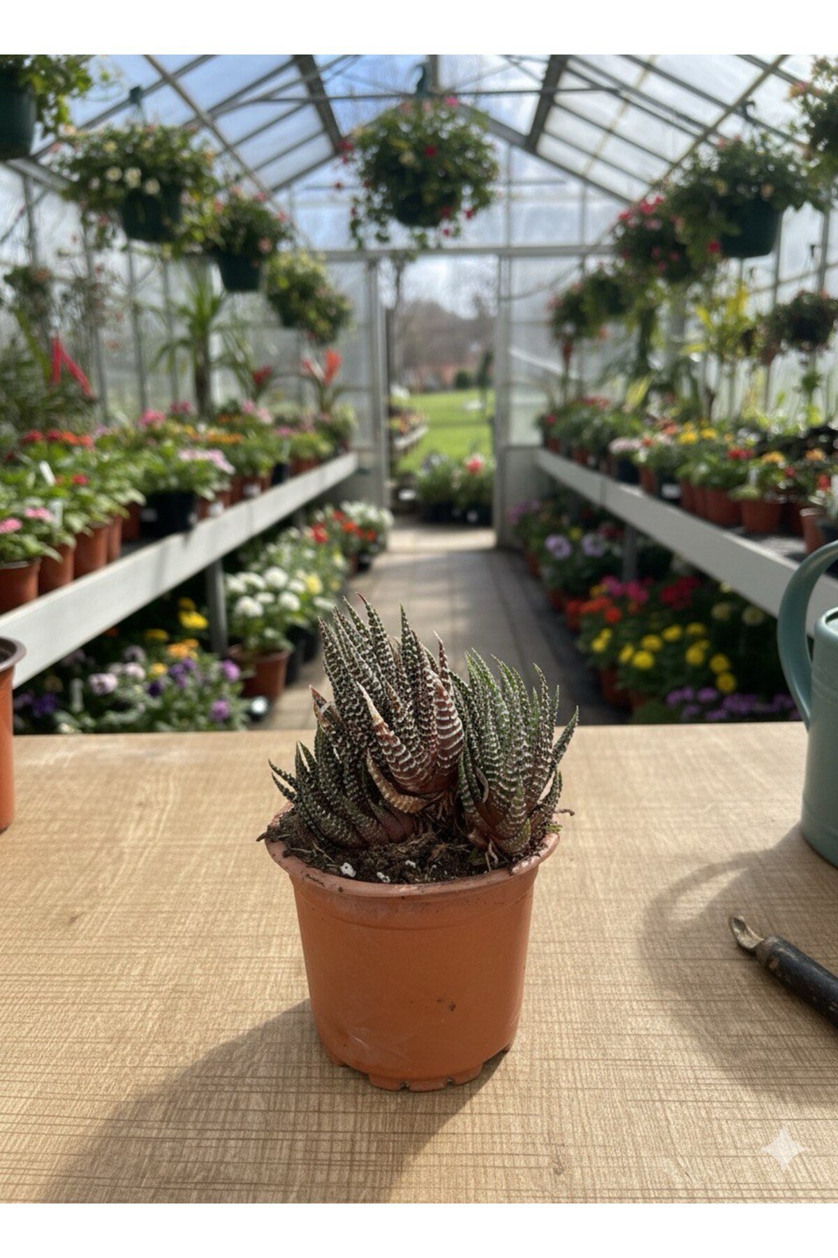 Haworthia - Haworthiopsis fasciata (attenuata) - Zebra Sukulent (Zebra Cactus) - 8.5 saksıda