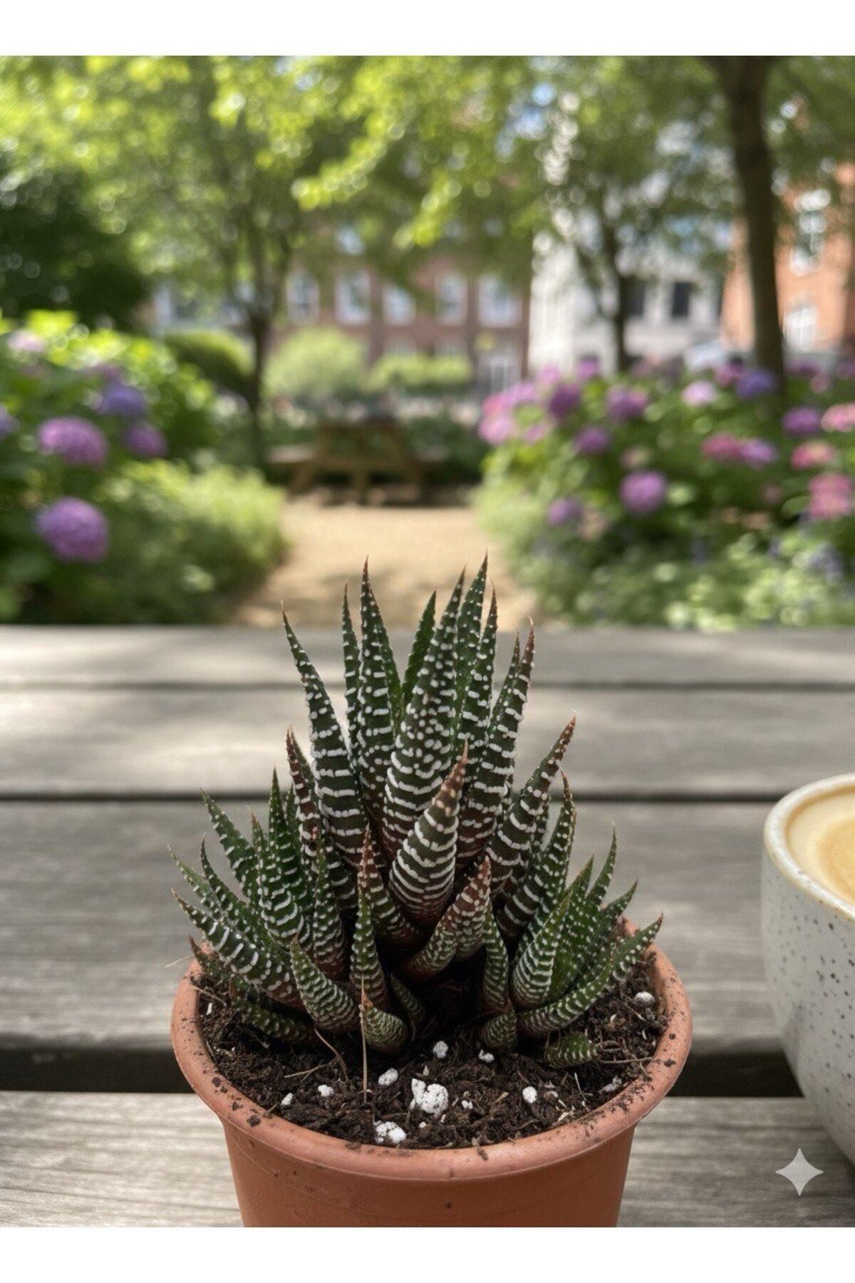 Haworthia - Haworthiopsis fasciata (attenuata) - Zebra Sukulent (Zebra Cactus) - 8.5 saksıda