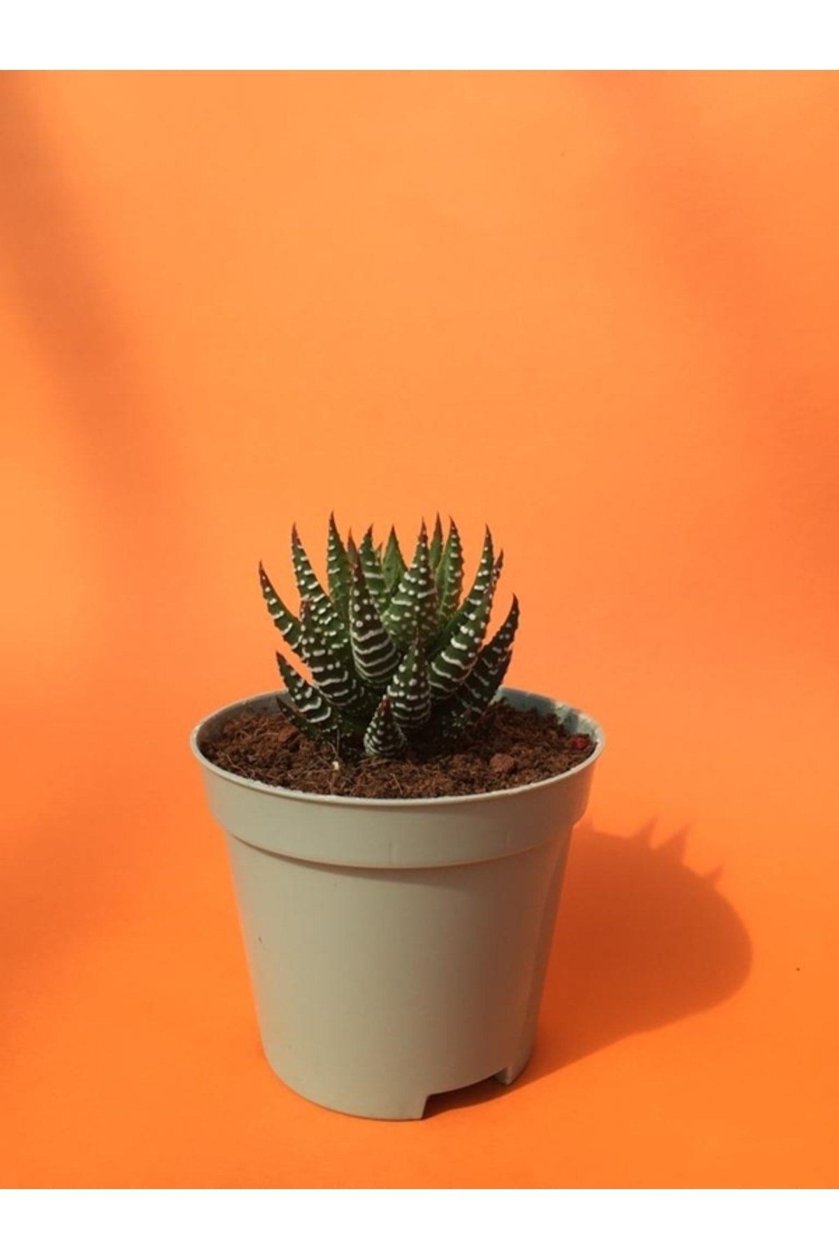 Haworthia Zebra