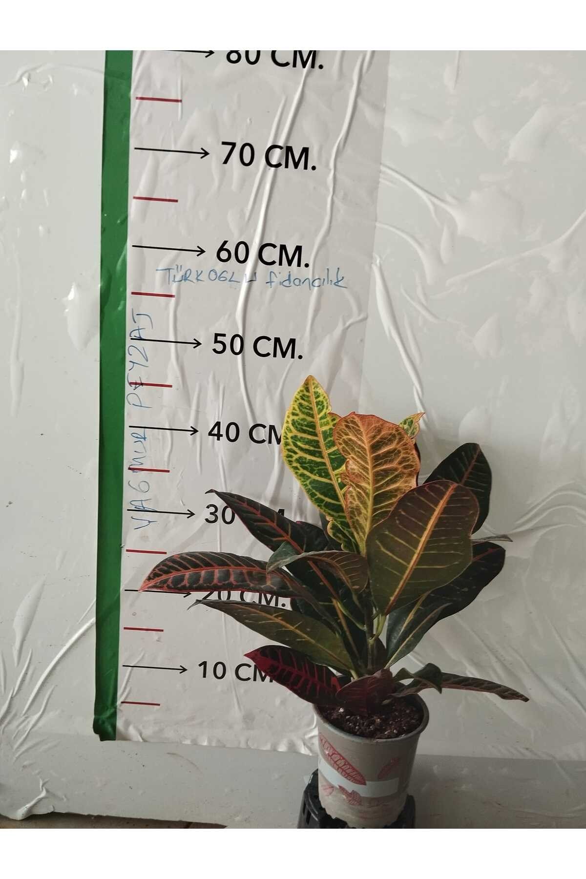 Hediye Paketli Croton Petra - Kraton Bitkisi 40-50